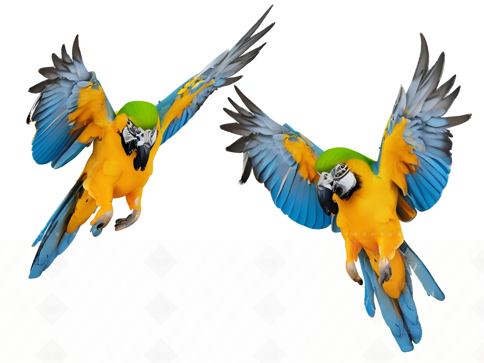 飞行类动物3D模型下载【ID:1190882241】