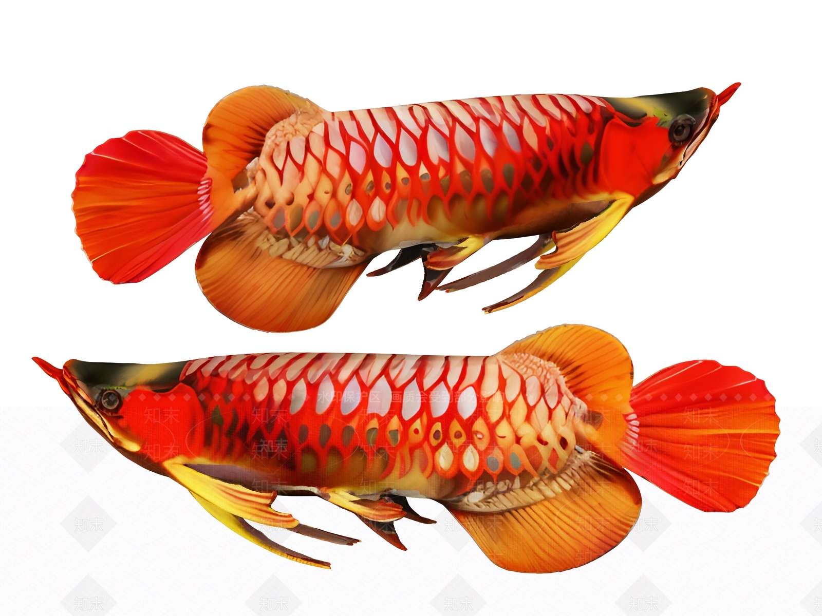 水生类动物3D模型下载【ID:1190883442】