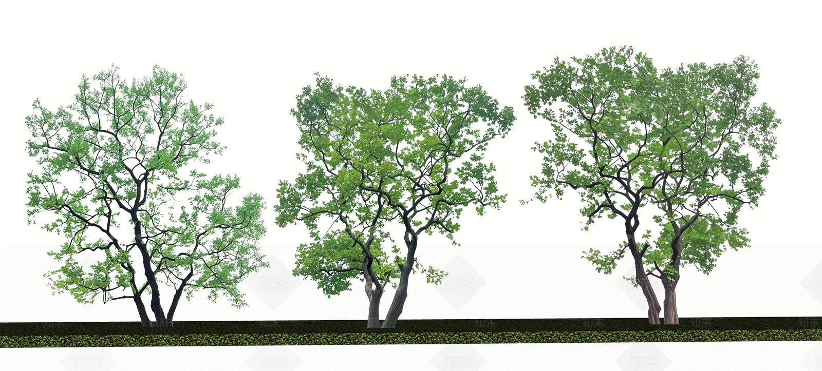 2D乌桕树SU模型下载【ID:1190888159】