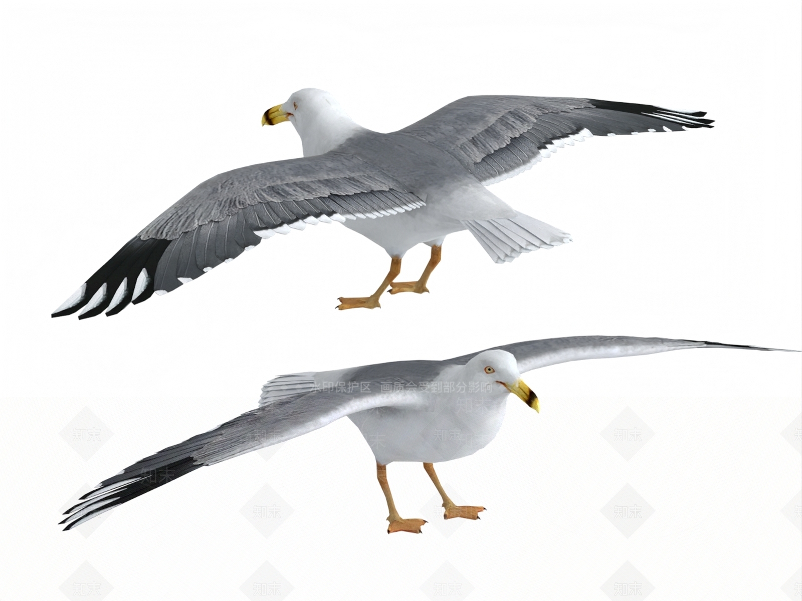 飞行类动物3D模型下载【ID:1190940994】