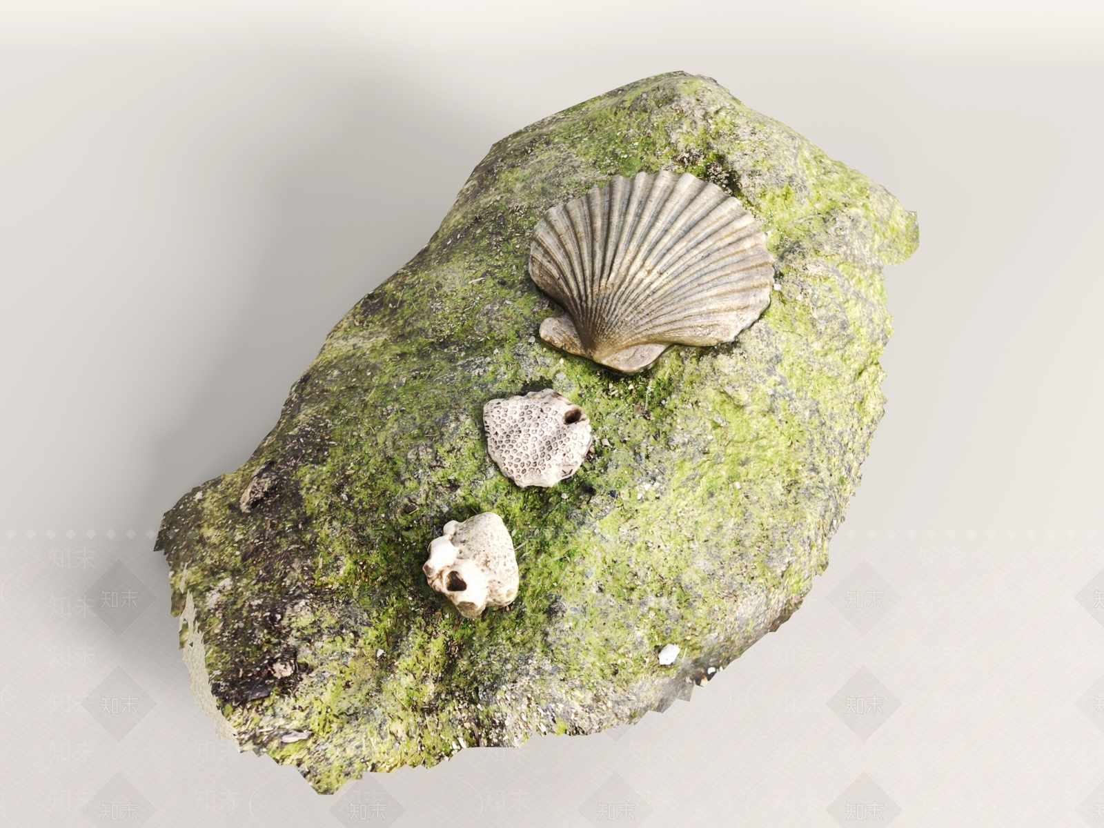水生类动物3D模型下载【ID:1191012468】