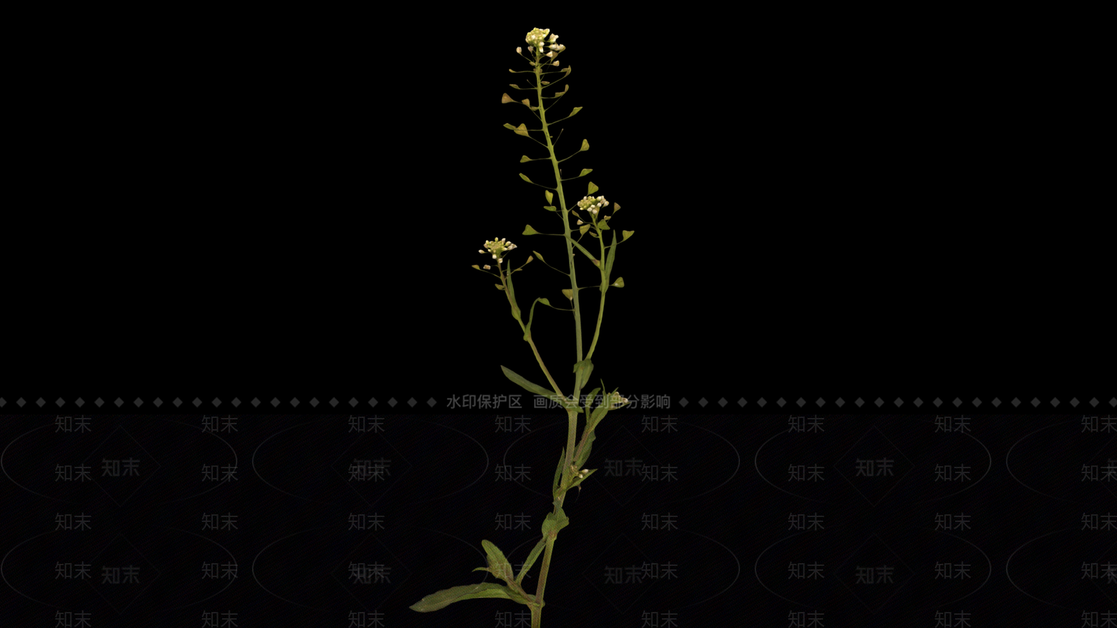 草3D模型下载【ID:1191053334】