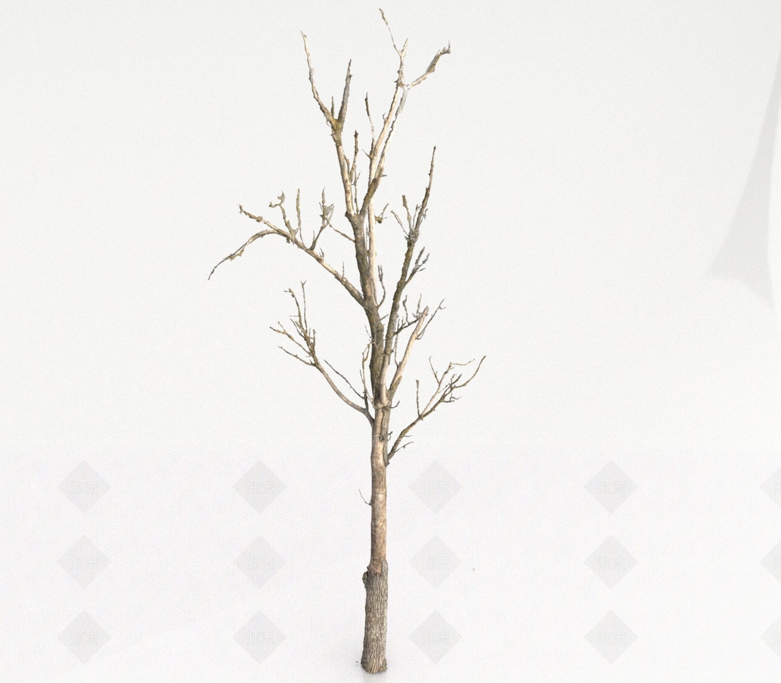 其他绿植3D模型下载【ID:1191250638】