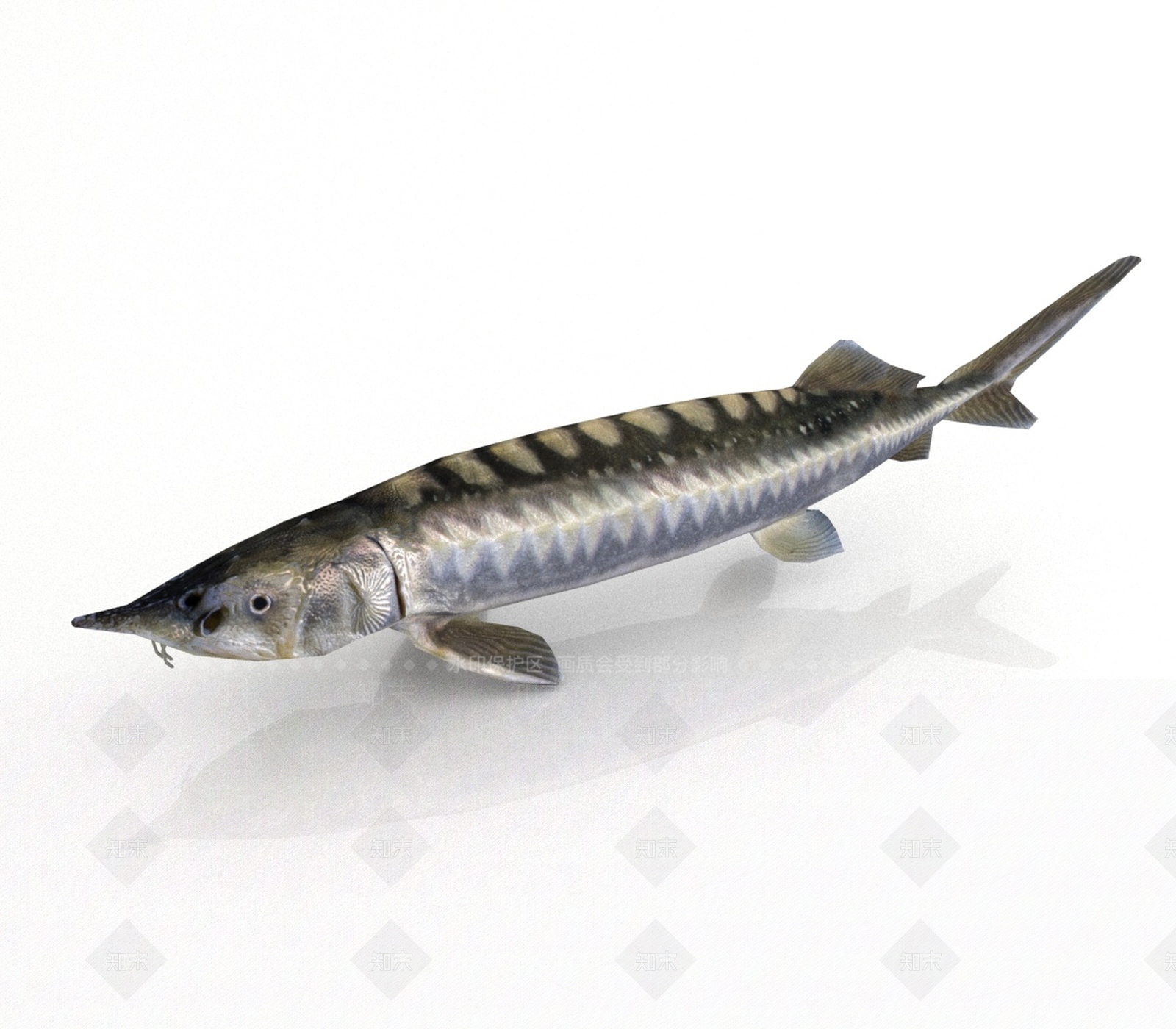 水生类动物3D模型下载【ID:1191252971】