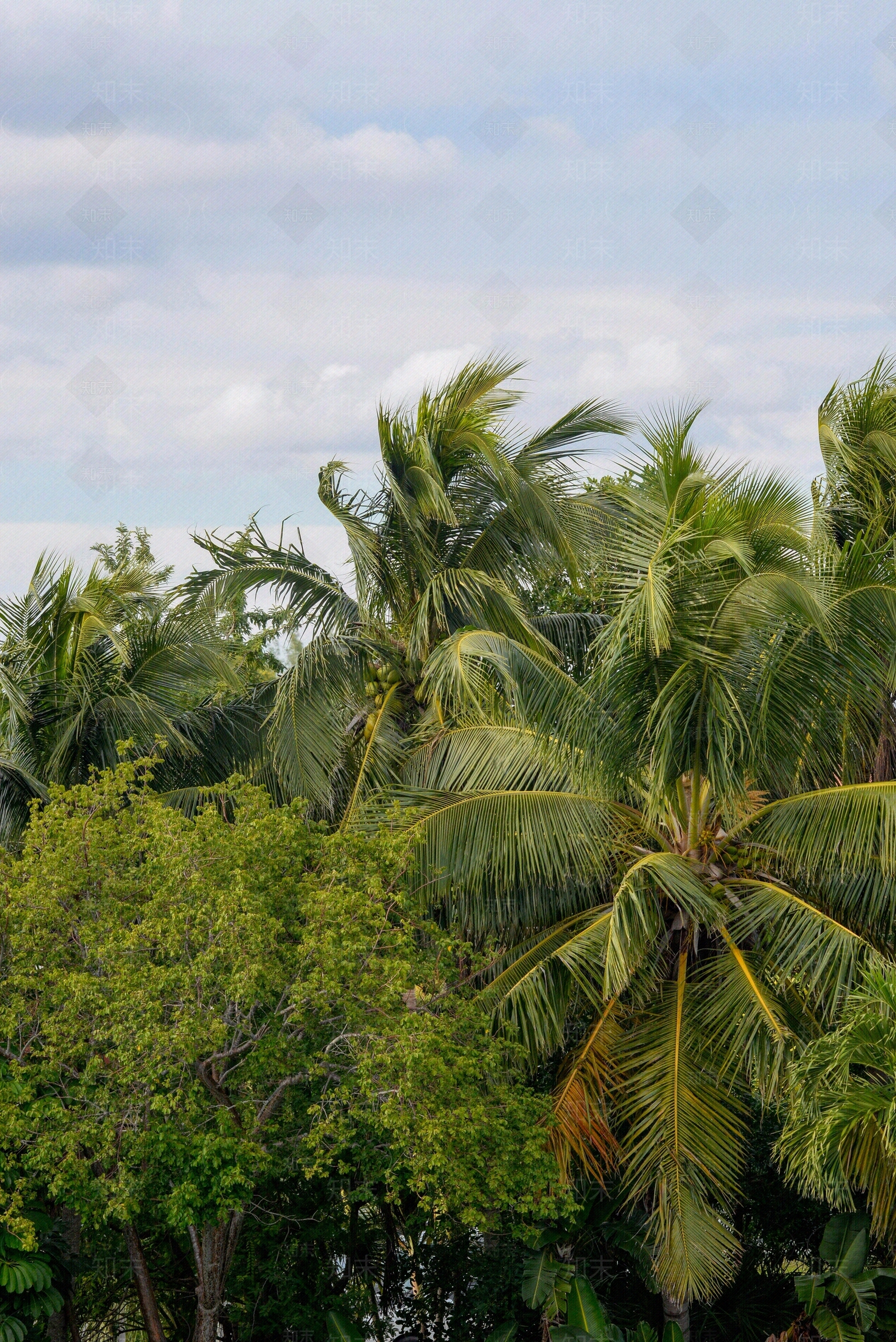 现代树林贴图下载【ID:1191280940】