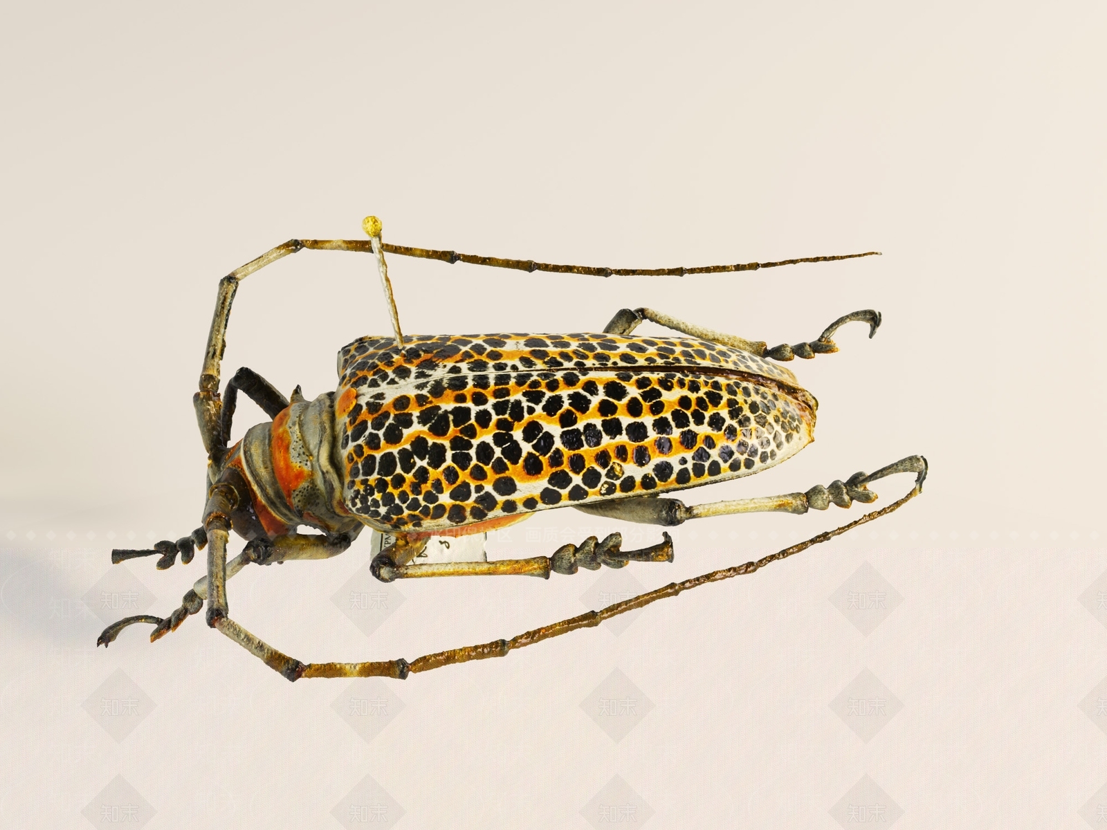 飞行类动物3D模型下载【ID:1191284410】