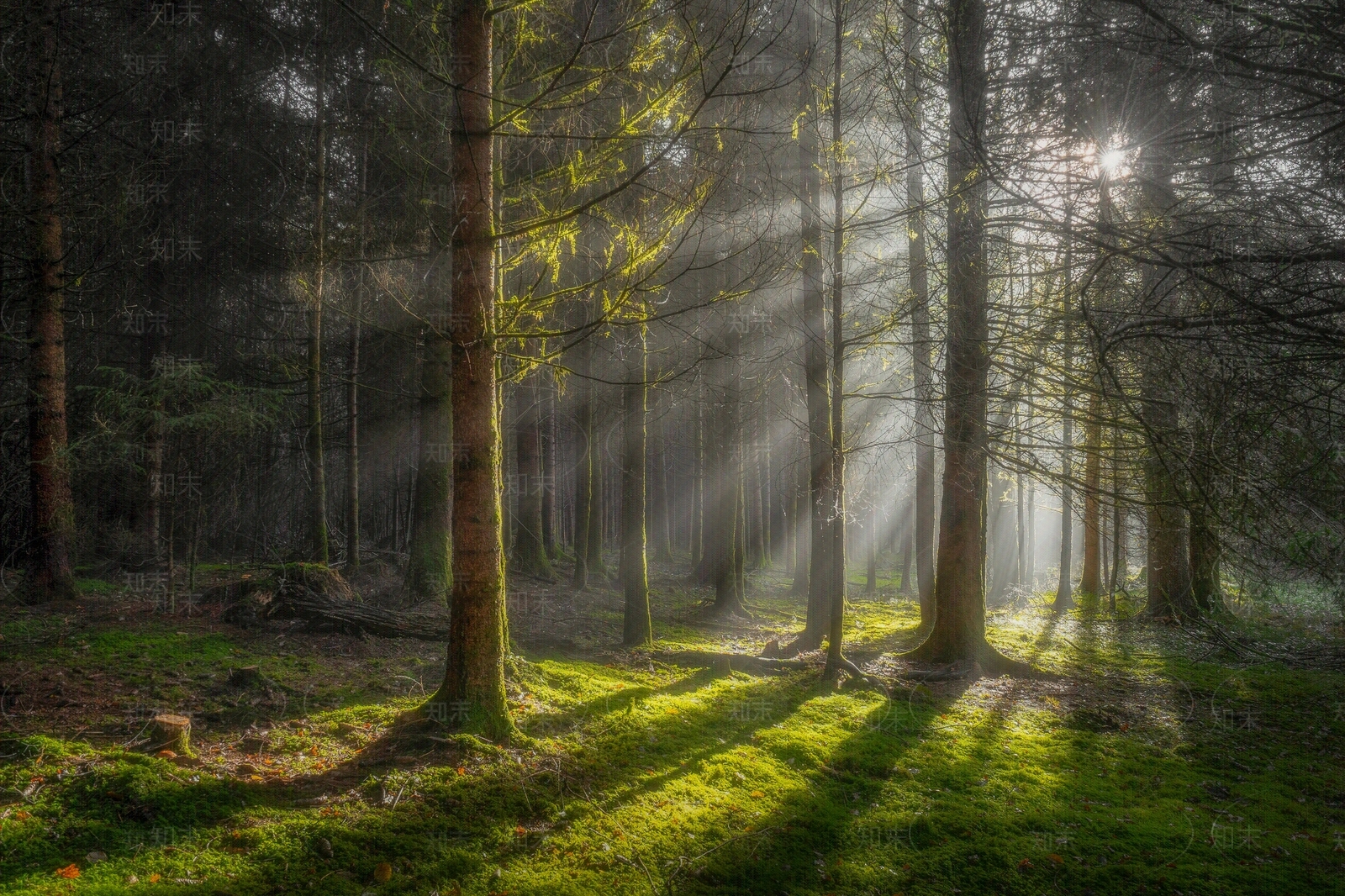 现代树林贴图下载【ID:1191287621】