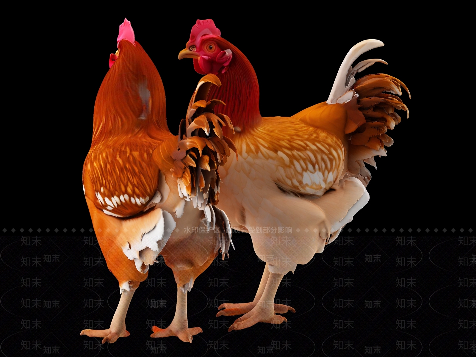 家禽类动物3D模型下载【ID:1191287324】
