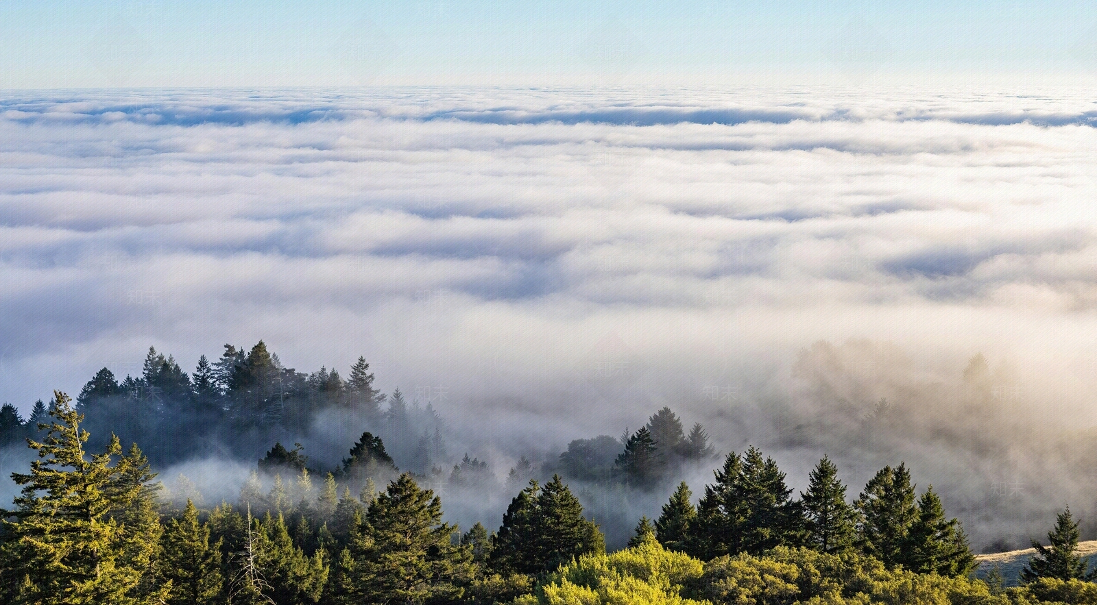 现代森林贴图下载【ID:1191293715】