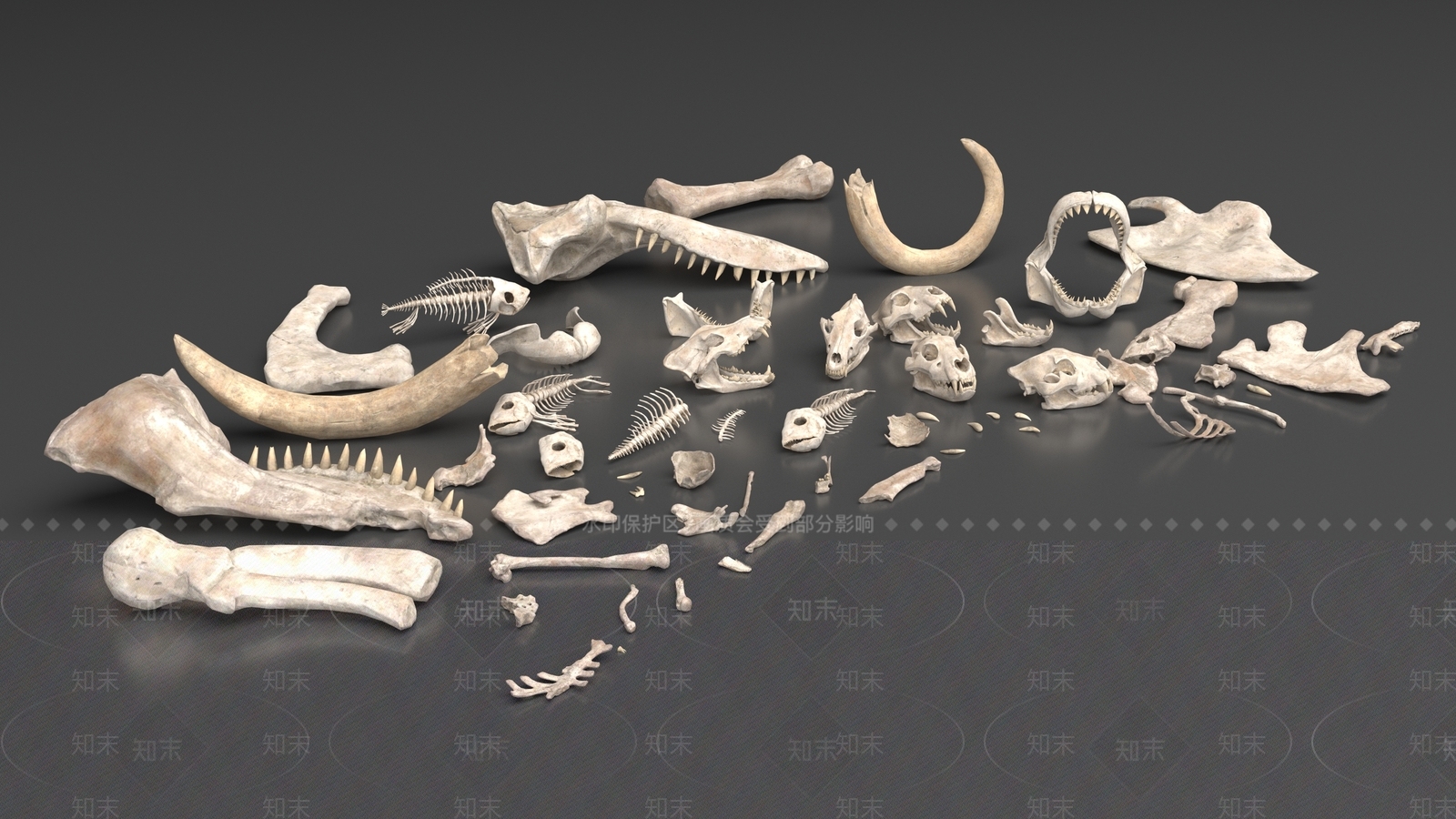 爬行类动物3D模型下载【ID:1191315936】
