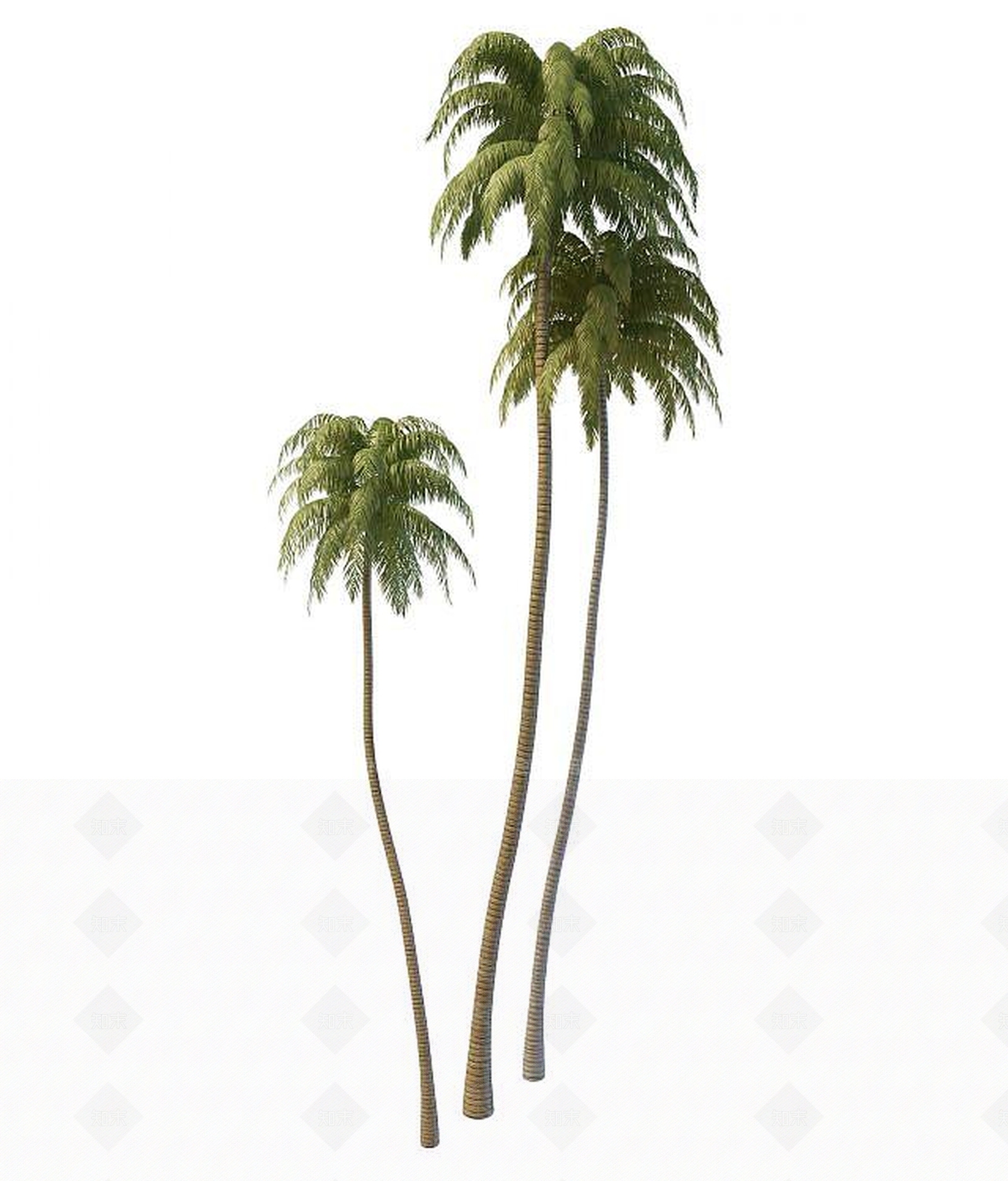 现代椰子树3D模型下载【ID:1191325202】