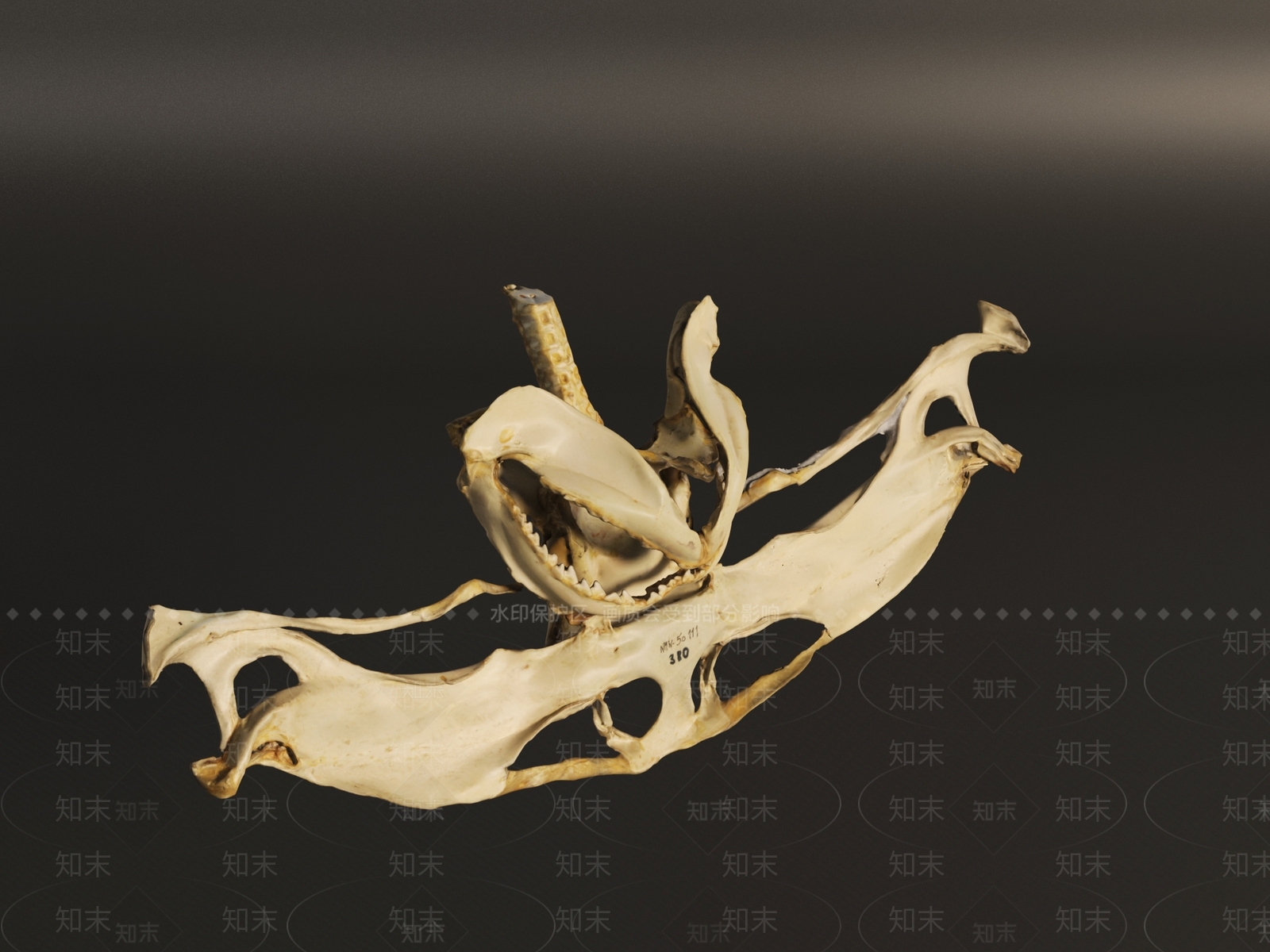 其他动物3D模型下载【ID:1191397853】
