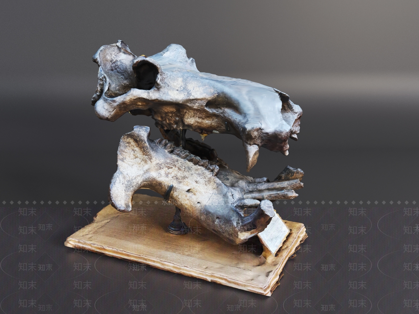 其他动物3D模型下载【ID:1191398961】