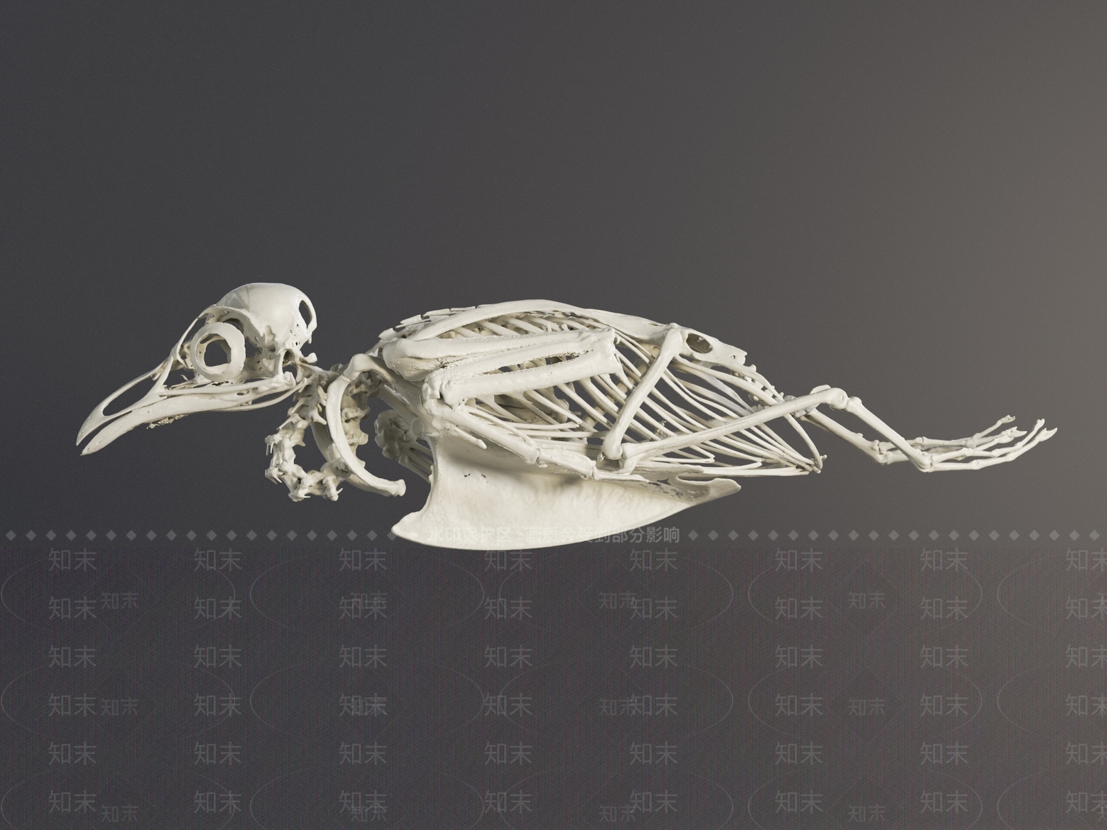 其他动物3D模型下载【ID:1191401833】