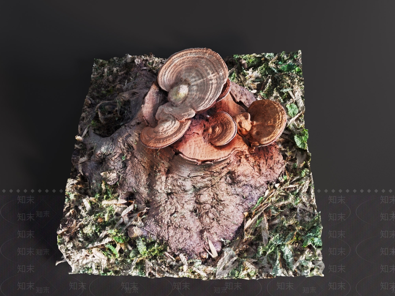 其他树木3D模型下载【ID:1191406546】