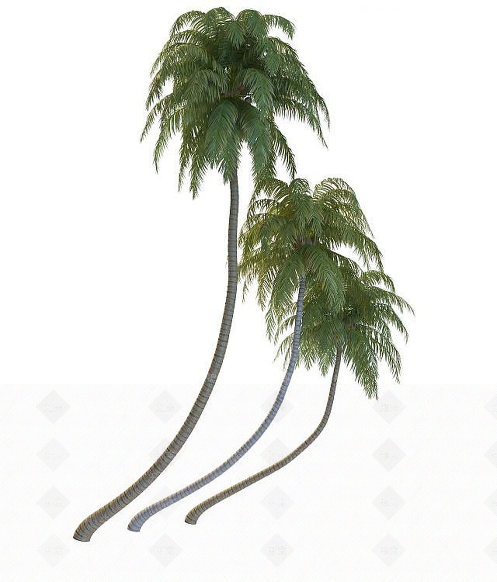 现代椰子树3D模型下载【ID:1191413449】