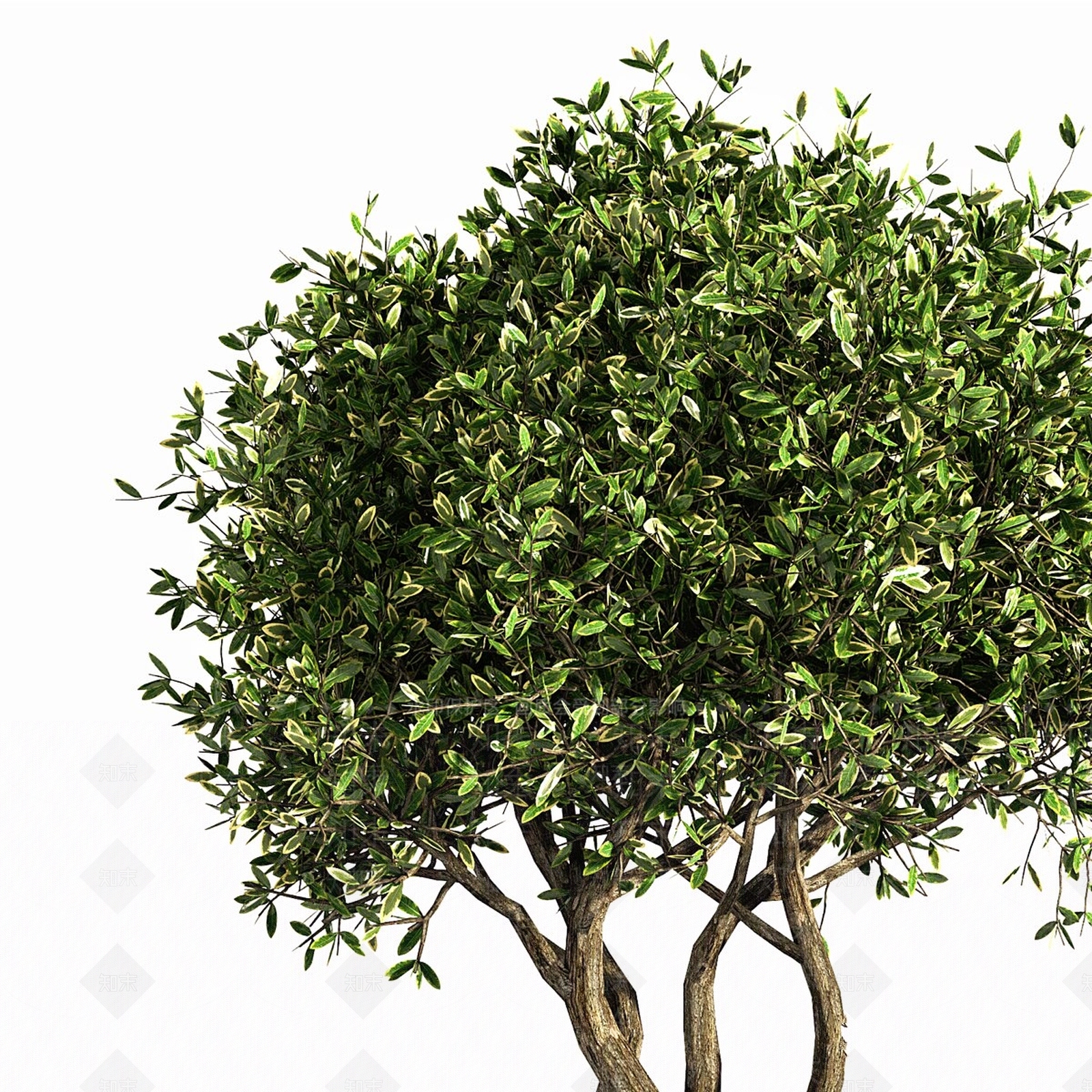 其他绿植3D模型下载【ID:1191435898】