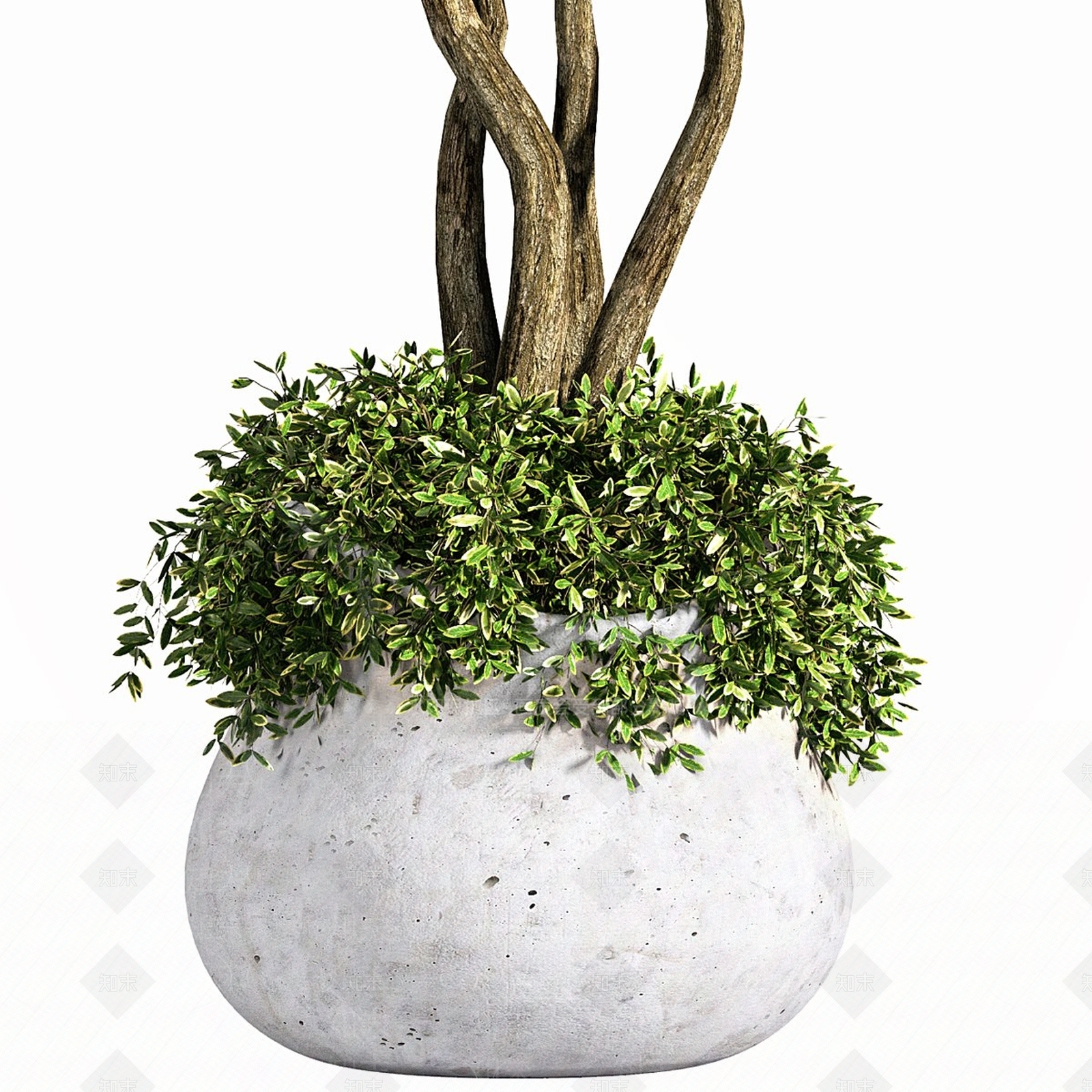 其他绿植3D模型下载【ID:1191435898】