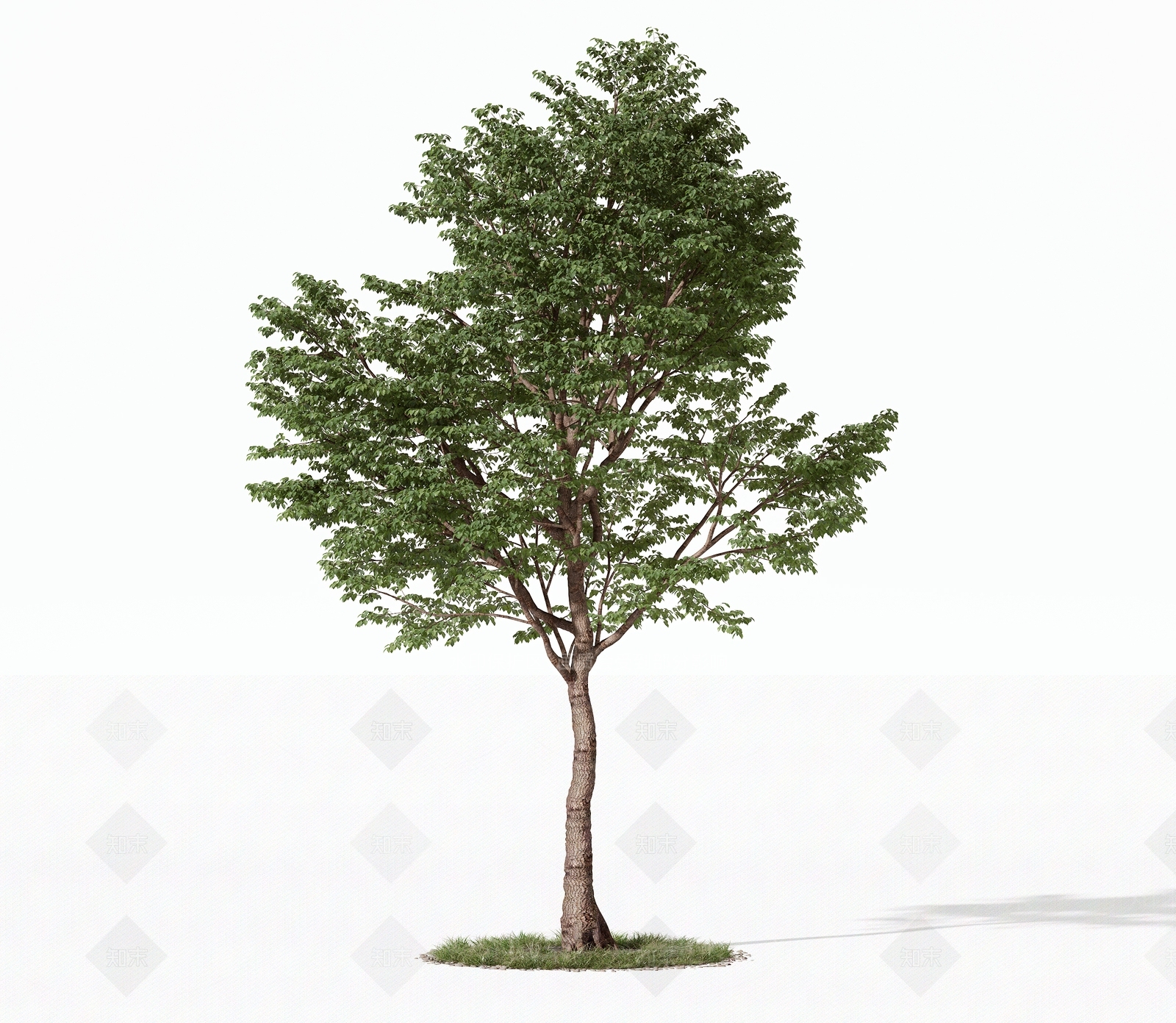 景观树3D模型下载【ID:1191545896】