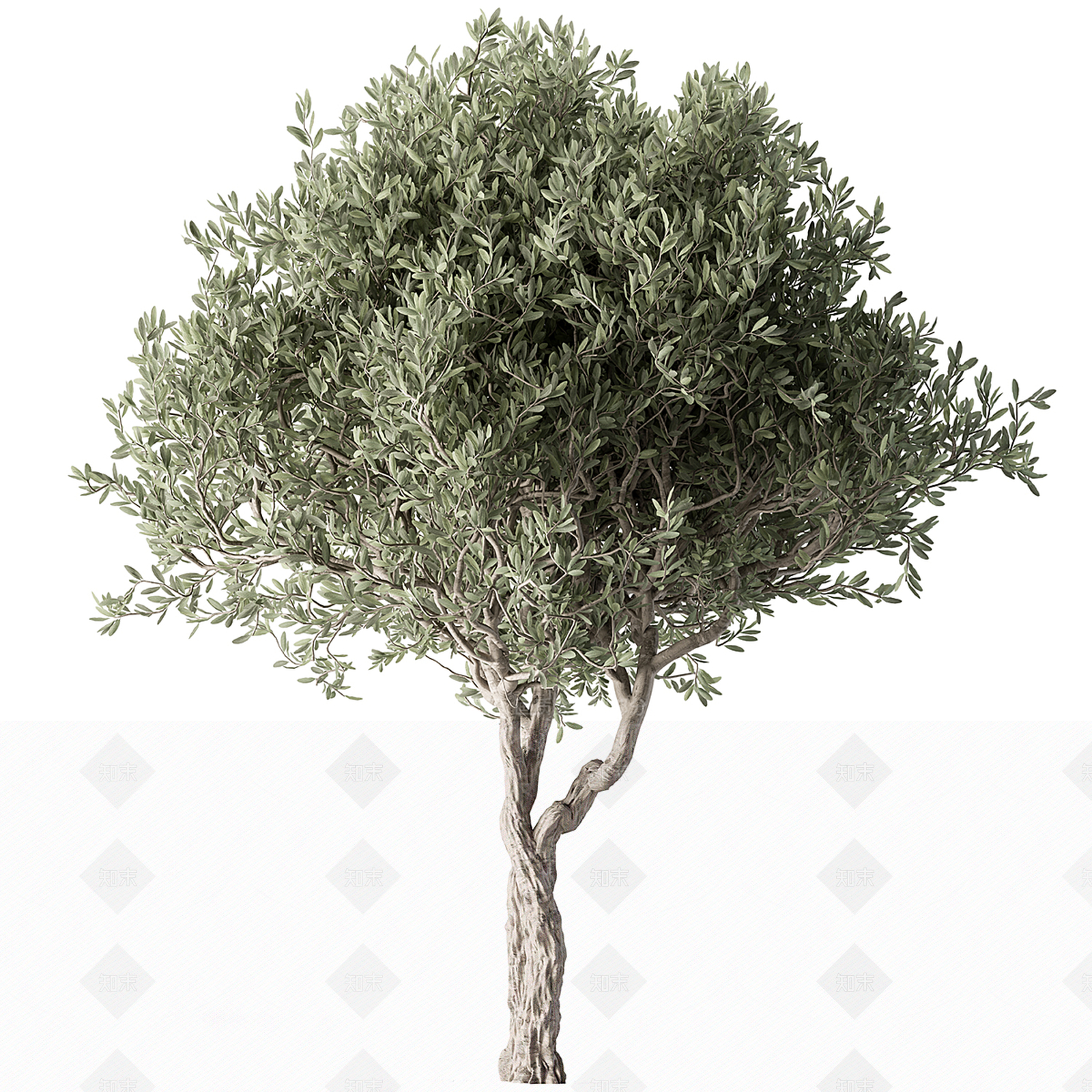 其他树木3D模型下载【ID:1191681359】