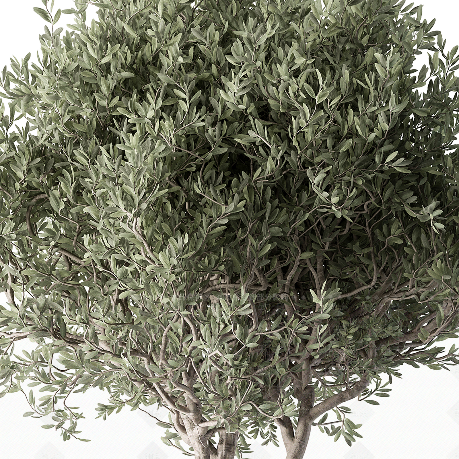 其他树木3D模型下载【ID:1191681359】