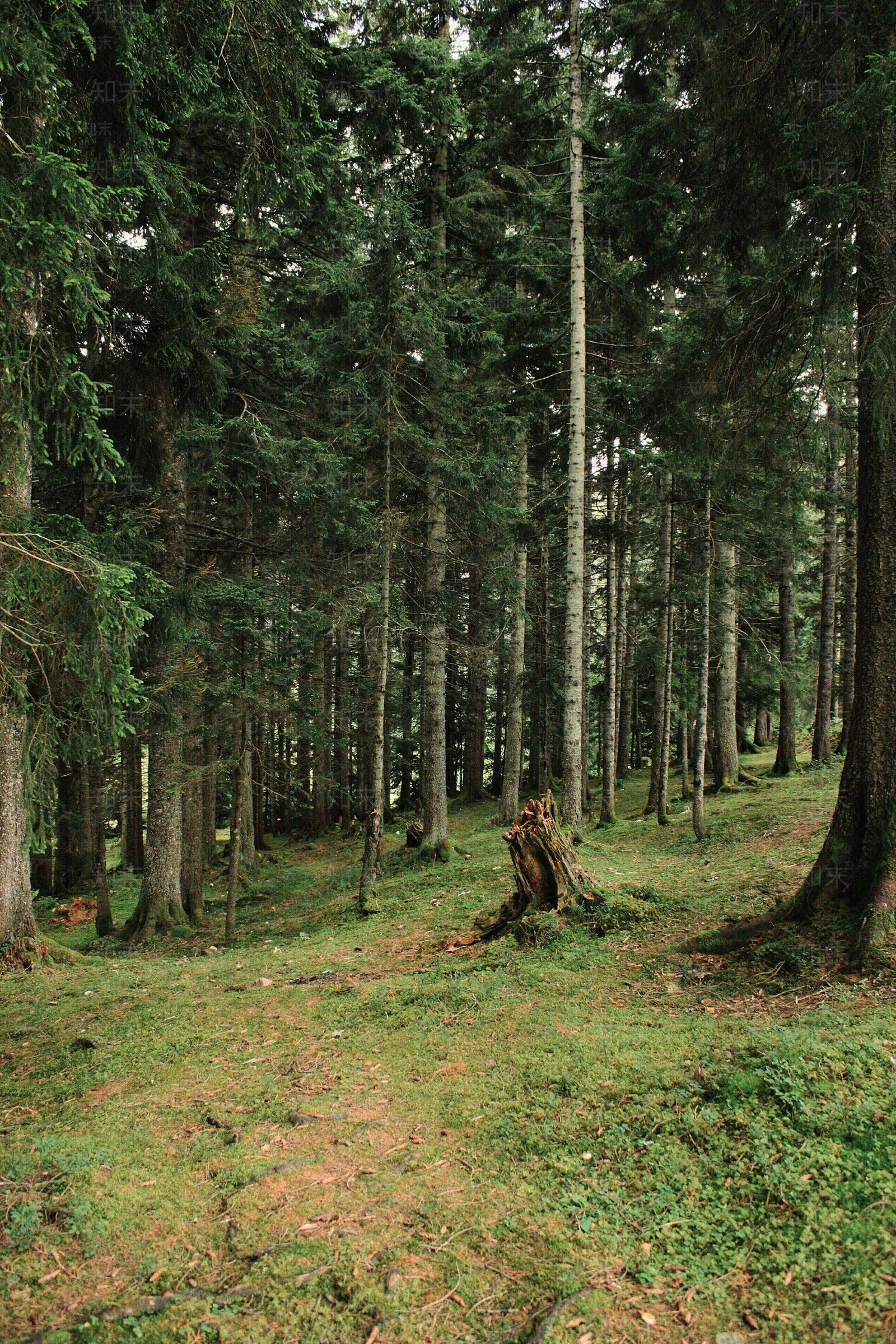 现代森林贴图下载【ID:1191701579】