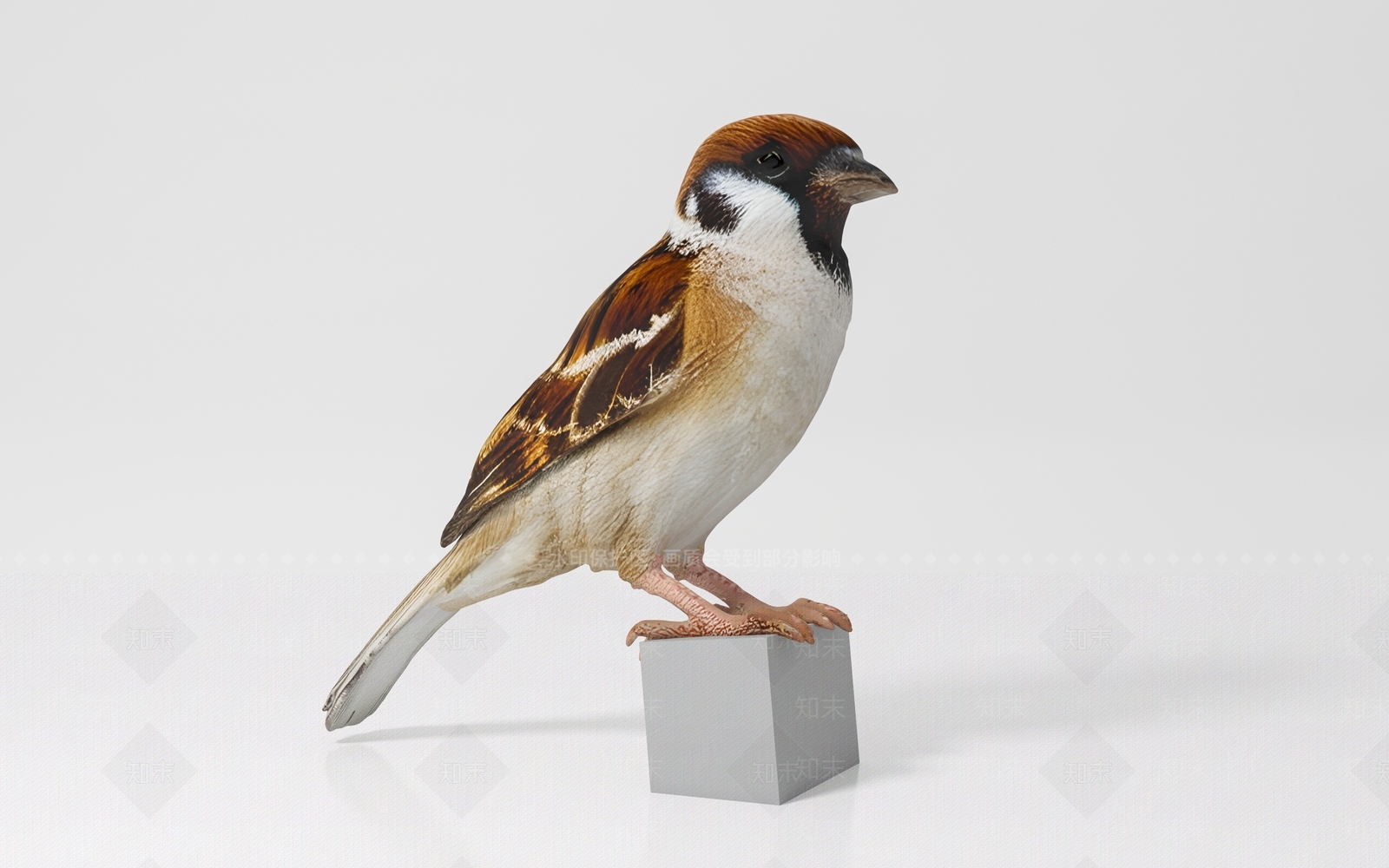 飞行类动物3D模型下载【ID:1191739873】