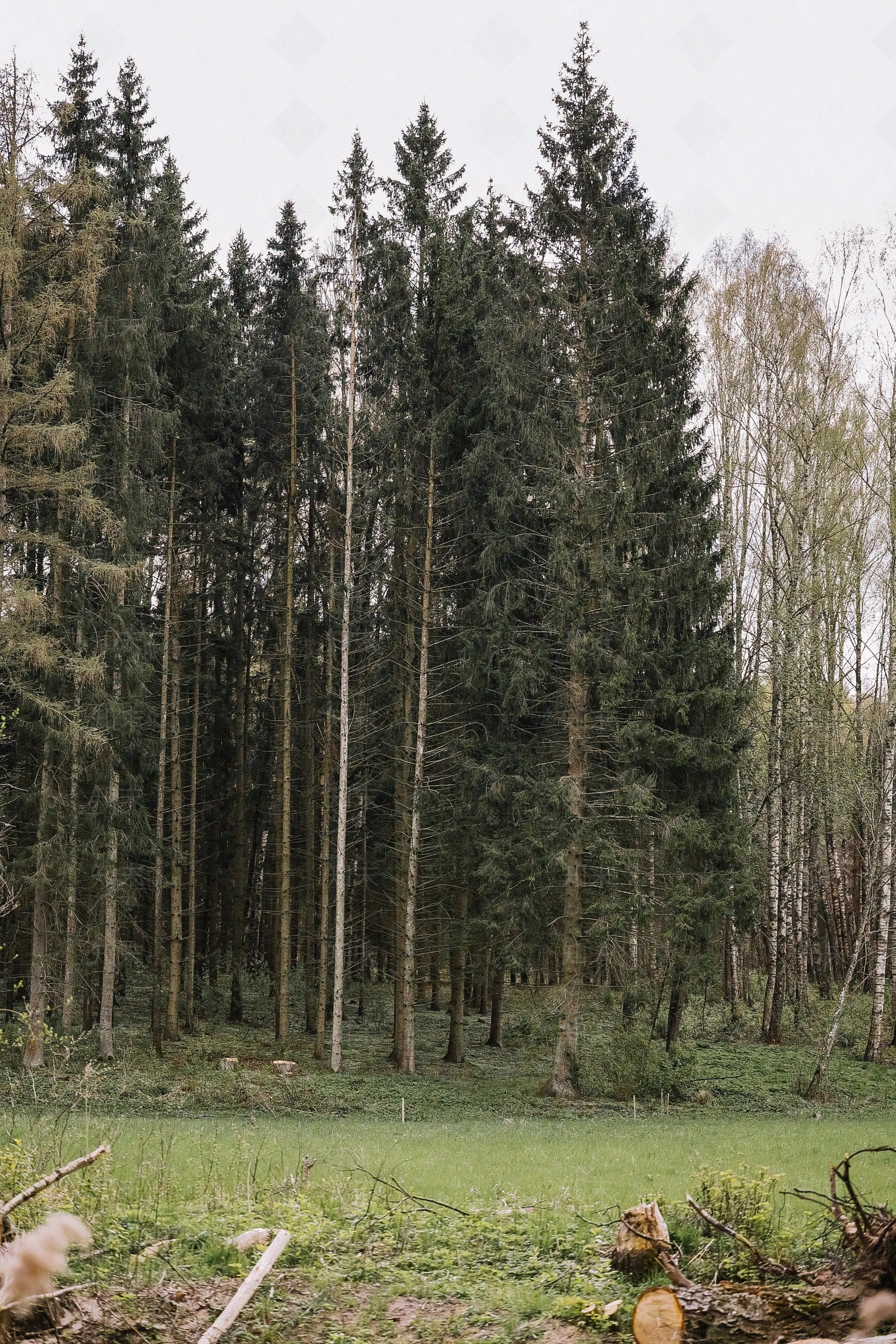 现代树林贴图下载【ID:1191893436】