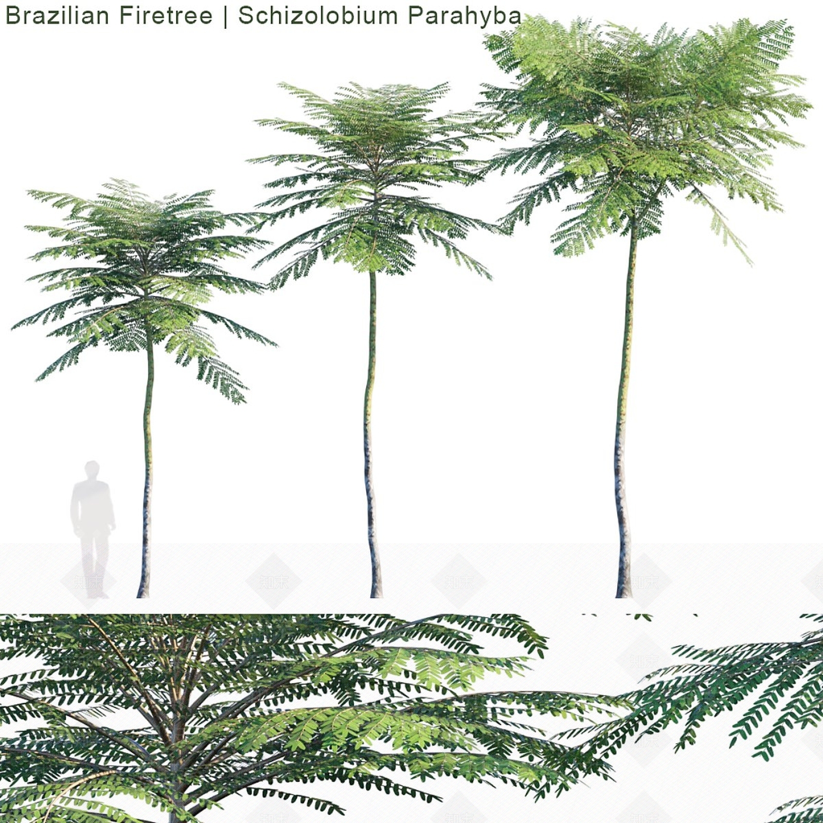 其他树木3D模型下载【ID:1192039655】