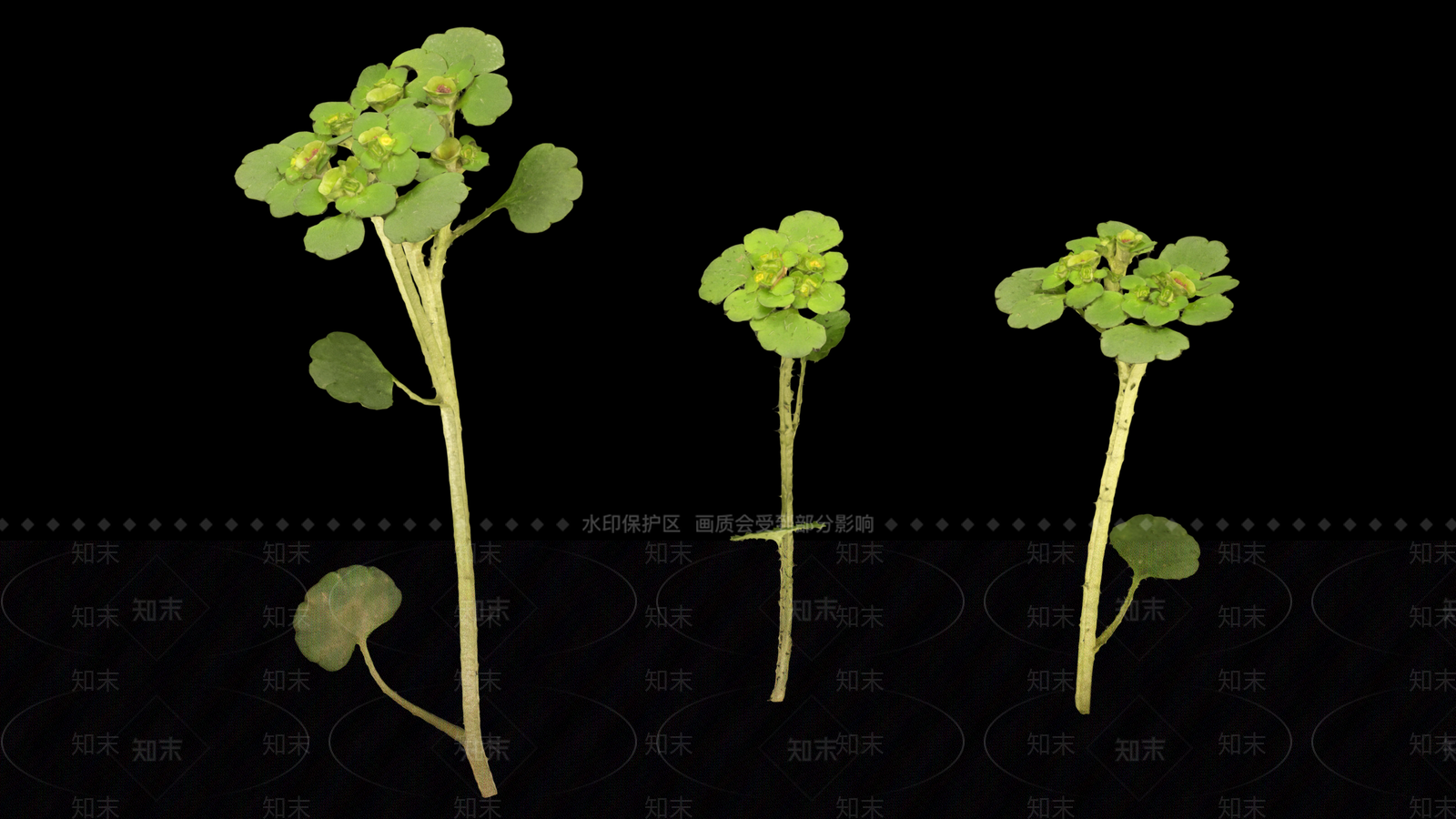 草3D模型下载【ID:1192171610】