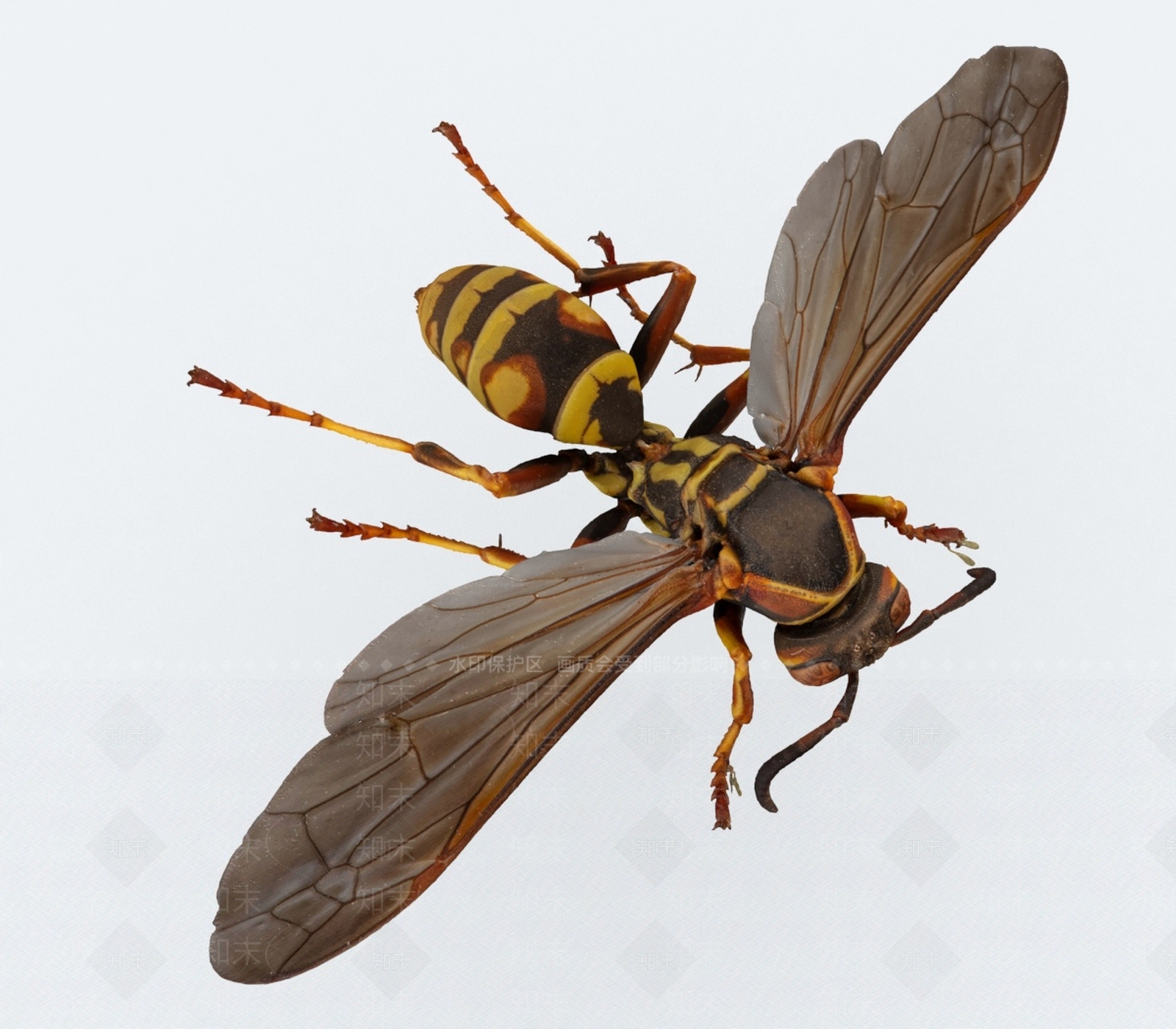 飞行类动物3D模型下载【ID:1192897249】