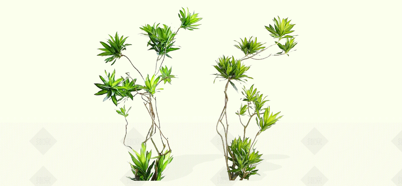 灌木SU模型下载【ID:1192532909】