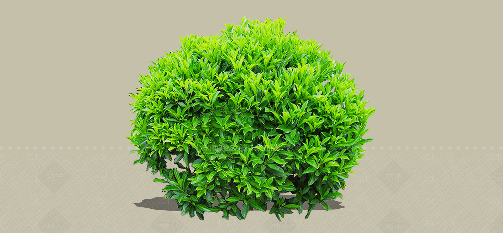 灌木SU模型下载【ID:1192534850】