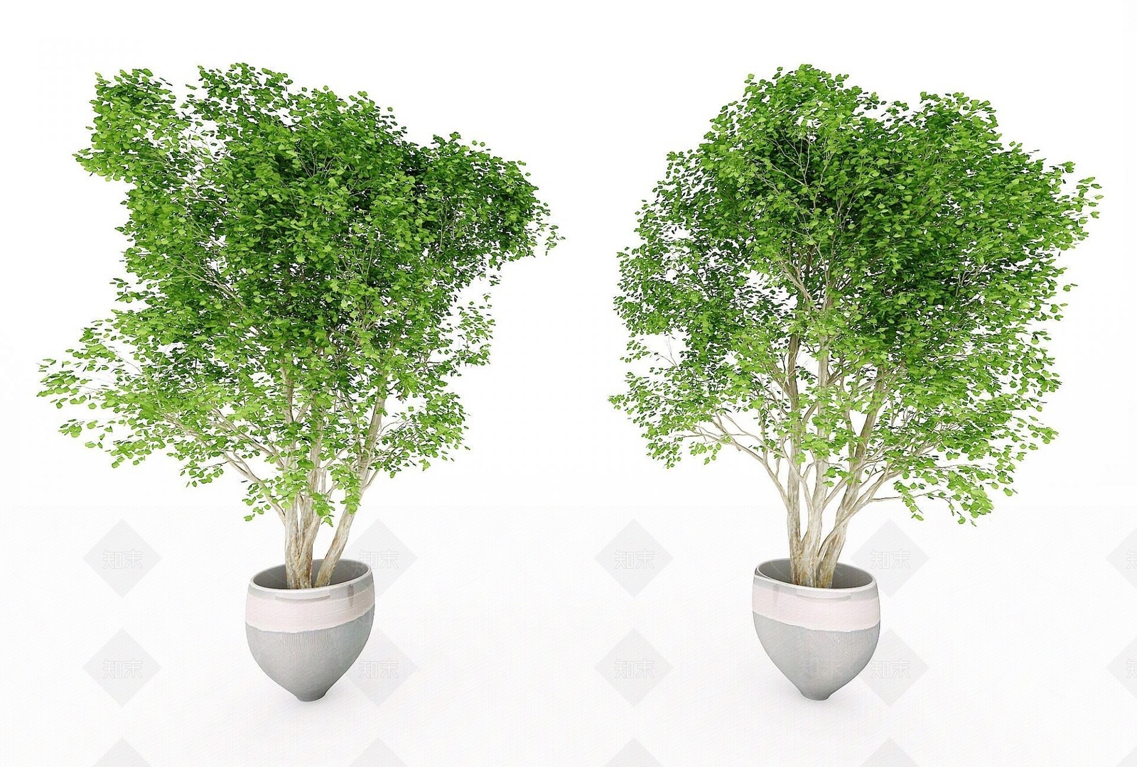 现代装饰植物3D模型下载【ID:1192545325】