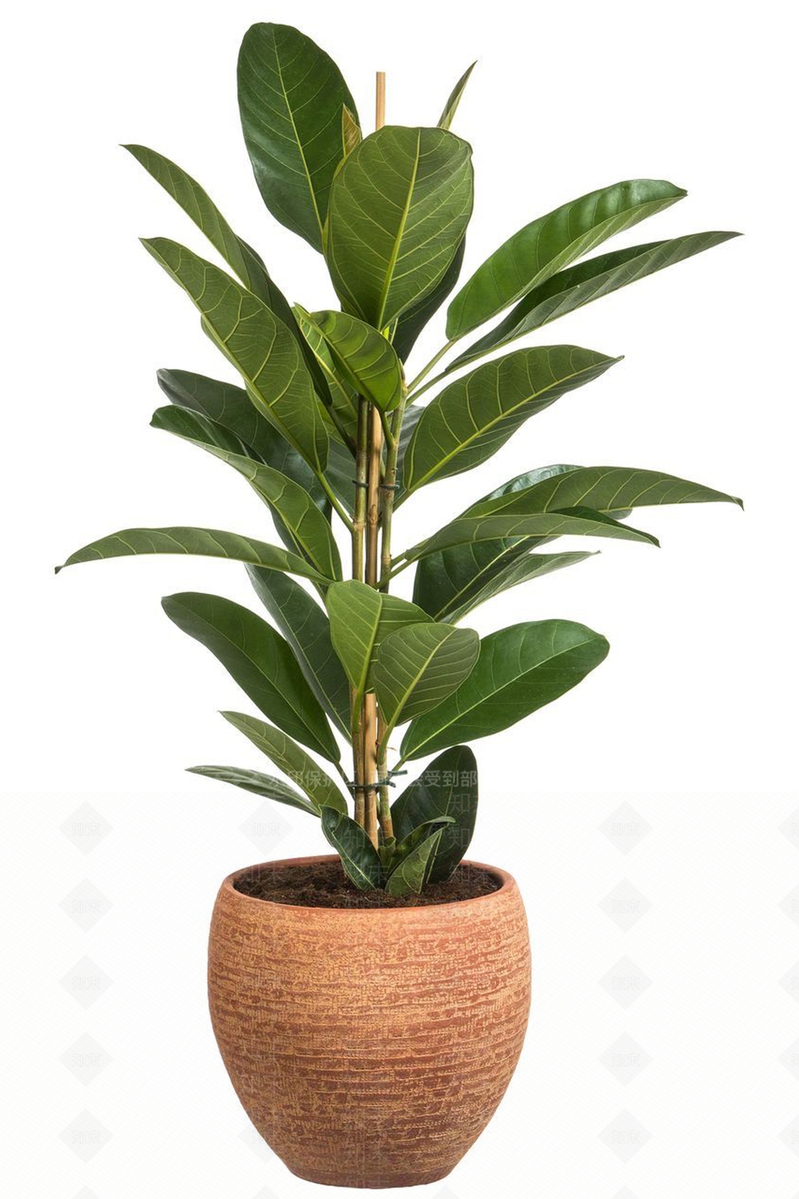 盆栽3D模型下载【ID:1192553374】