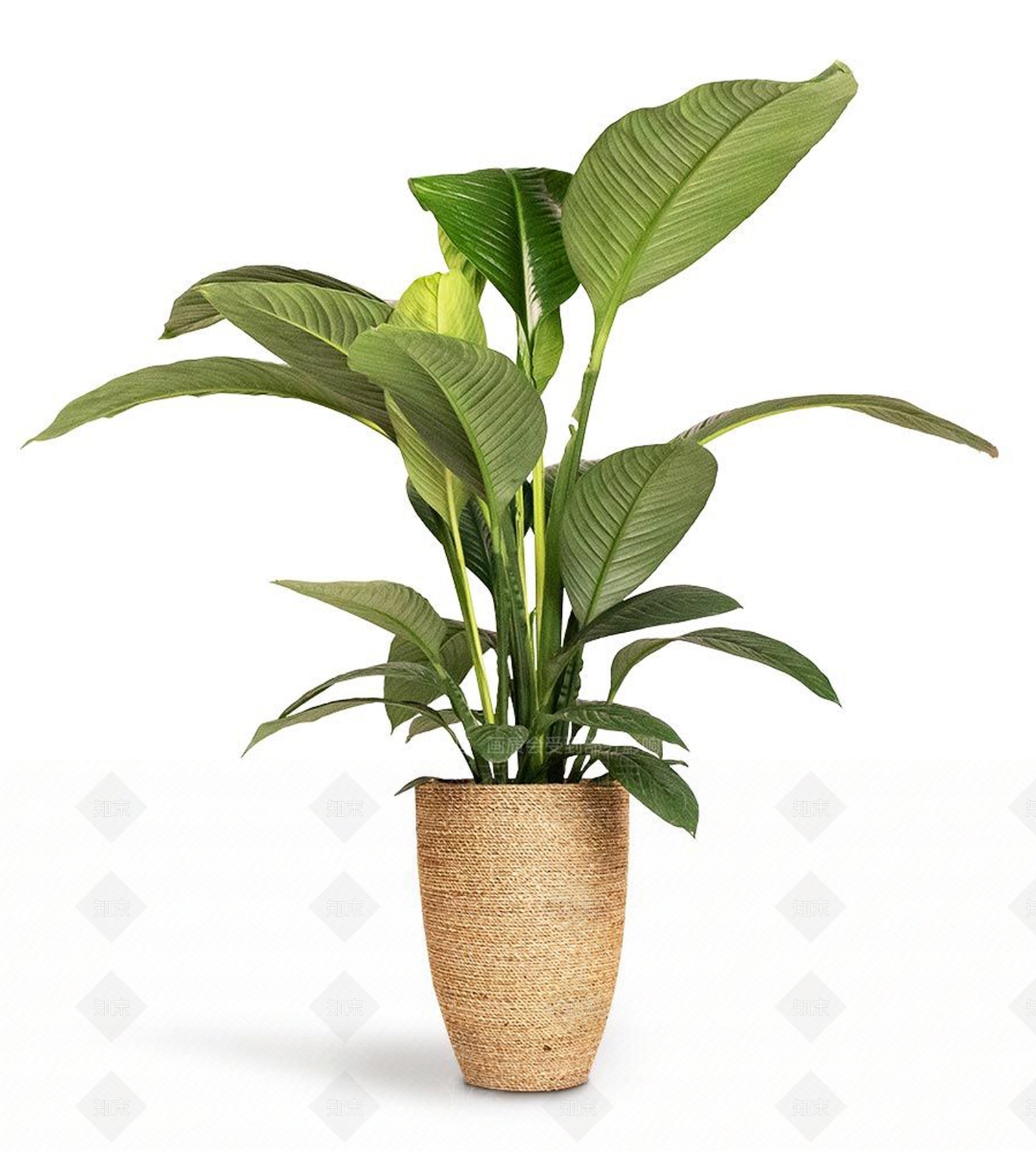 盆栽3D模型下载【ID:1192553374】