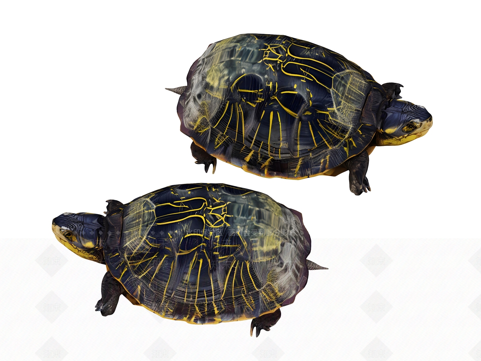 爬行类动物3D模型下载【ID:1192715146】