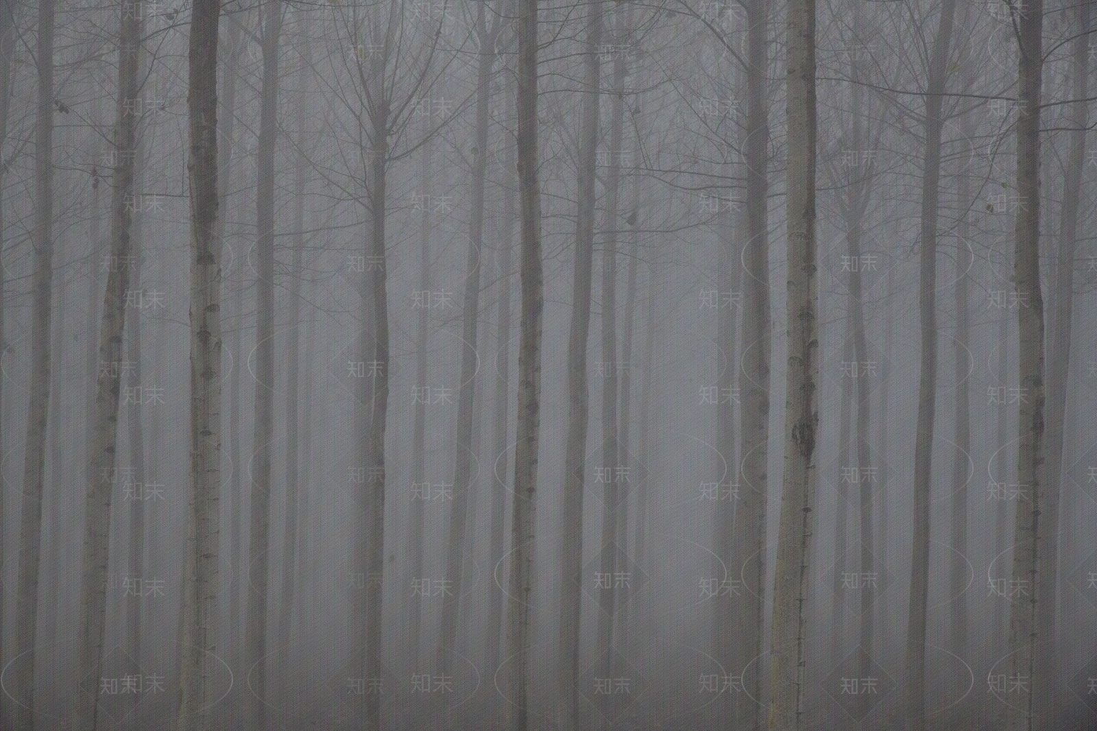 现代树林贴图下载【ID:1192723441】