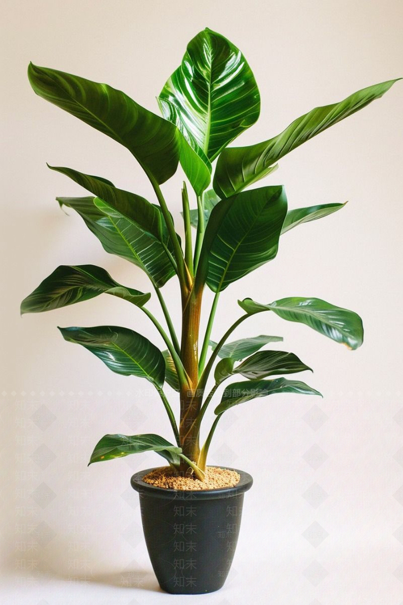 盆栽3D模型下载【ID:1192798526】
