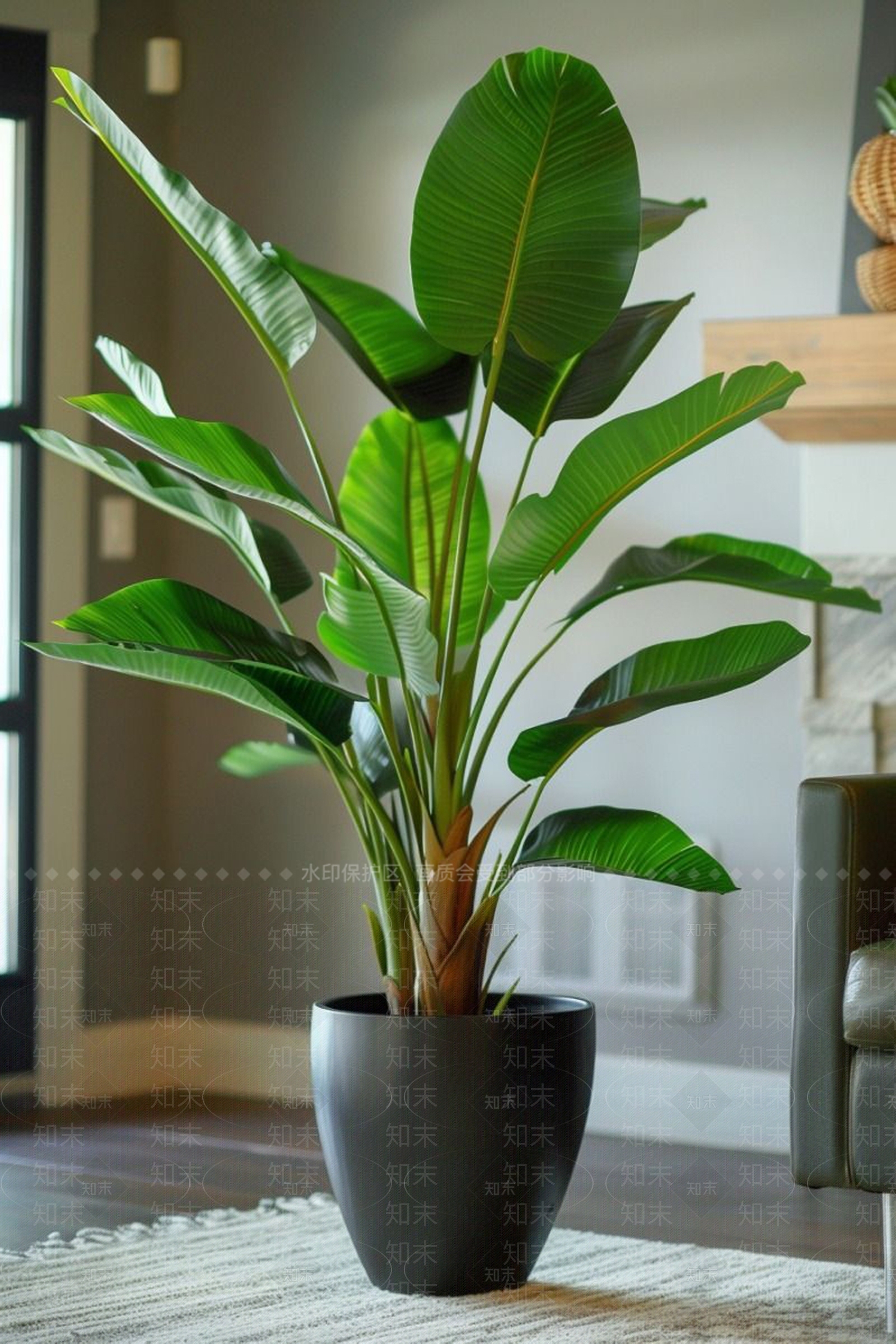 盆栽SU模型下载【ID:1192803325】