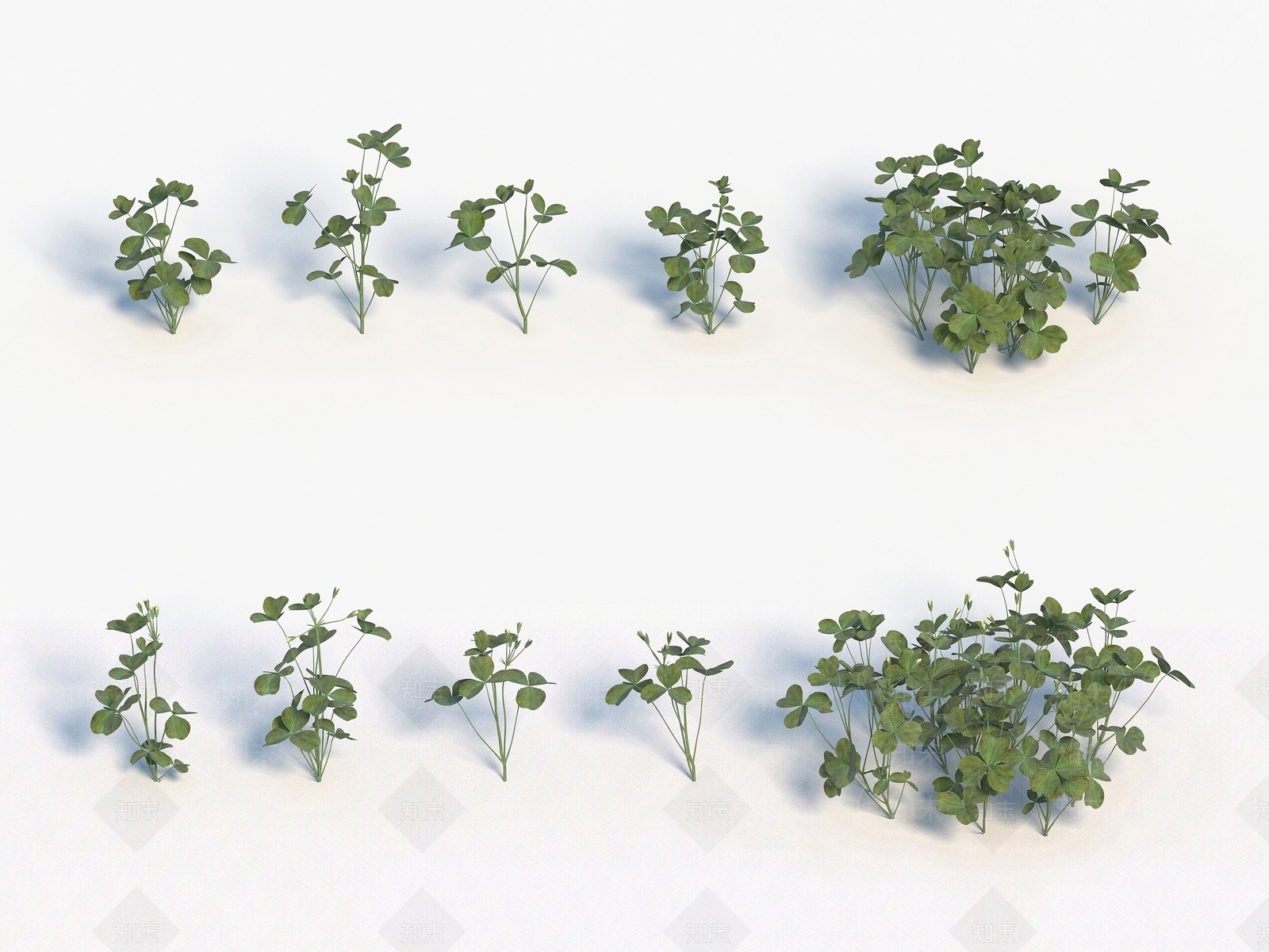 现代植物酢浆草3D模型下载【ID:1192909708】