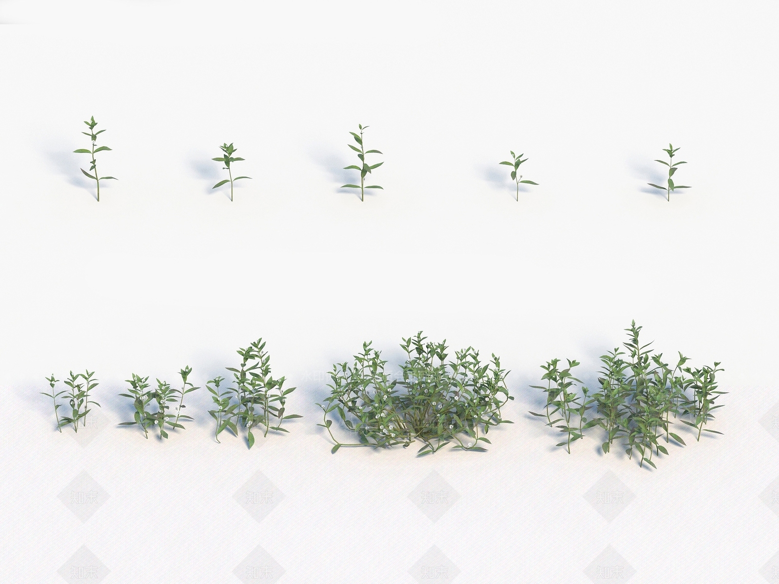 现代装饰植物3D模型下载【ID:1192910232】