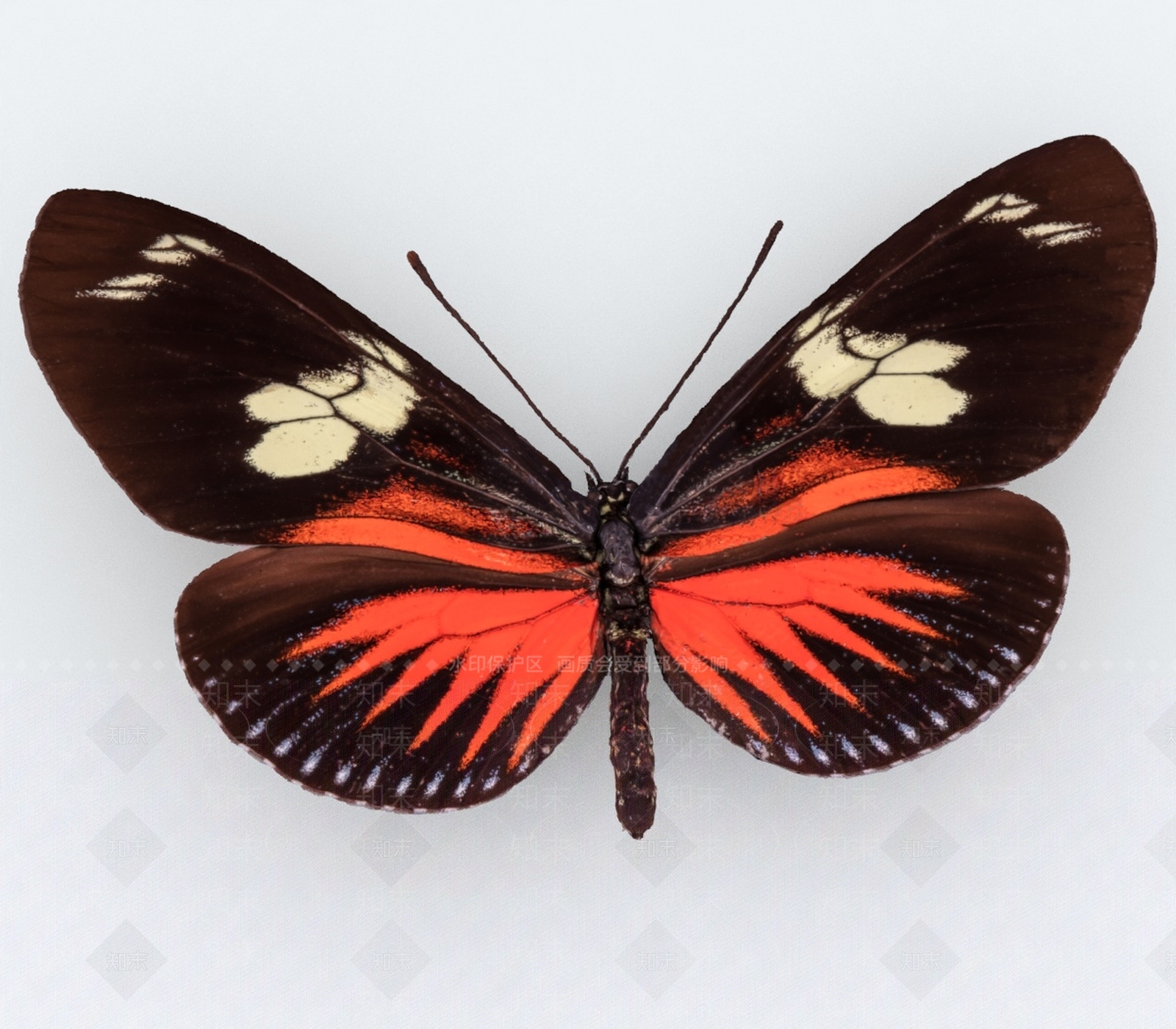 飞行类动物3D模型下载【ID:1193033533】