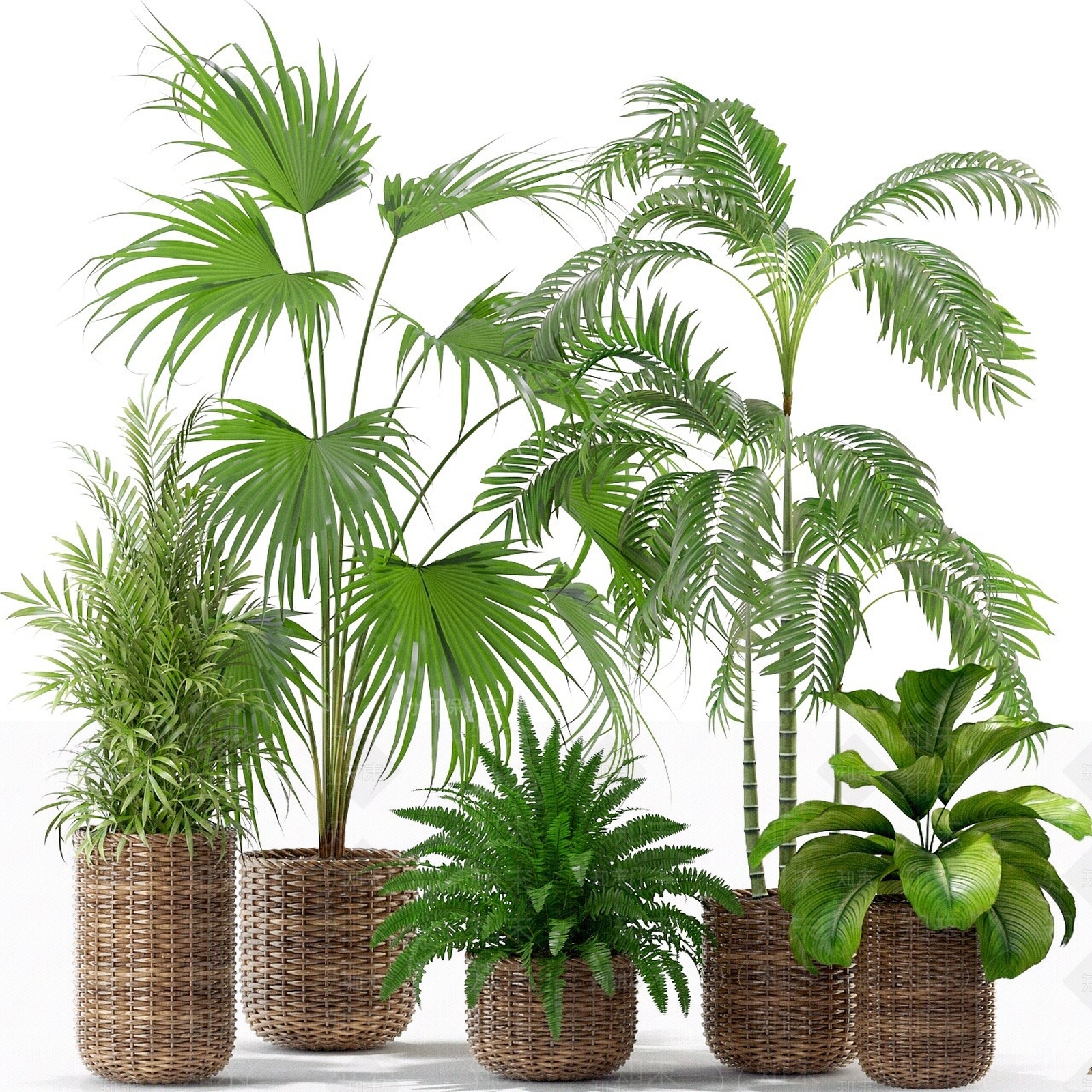 现代装饰植物3D模型下载【ID:1193047866】
