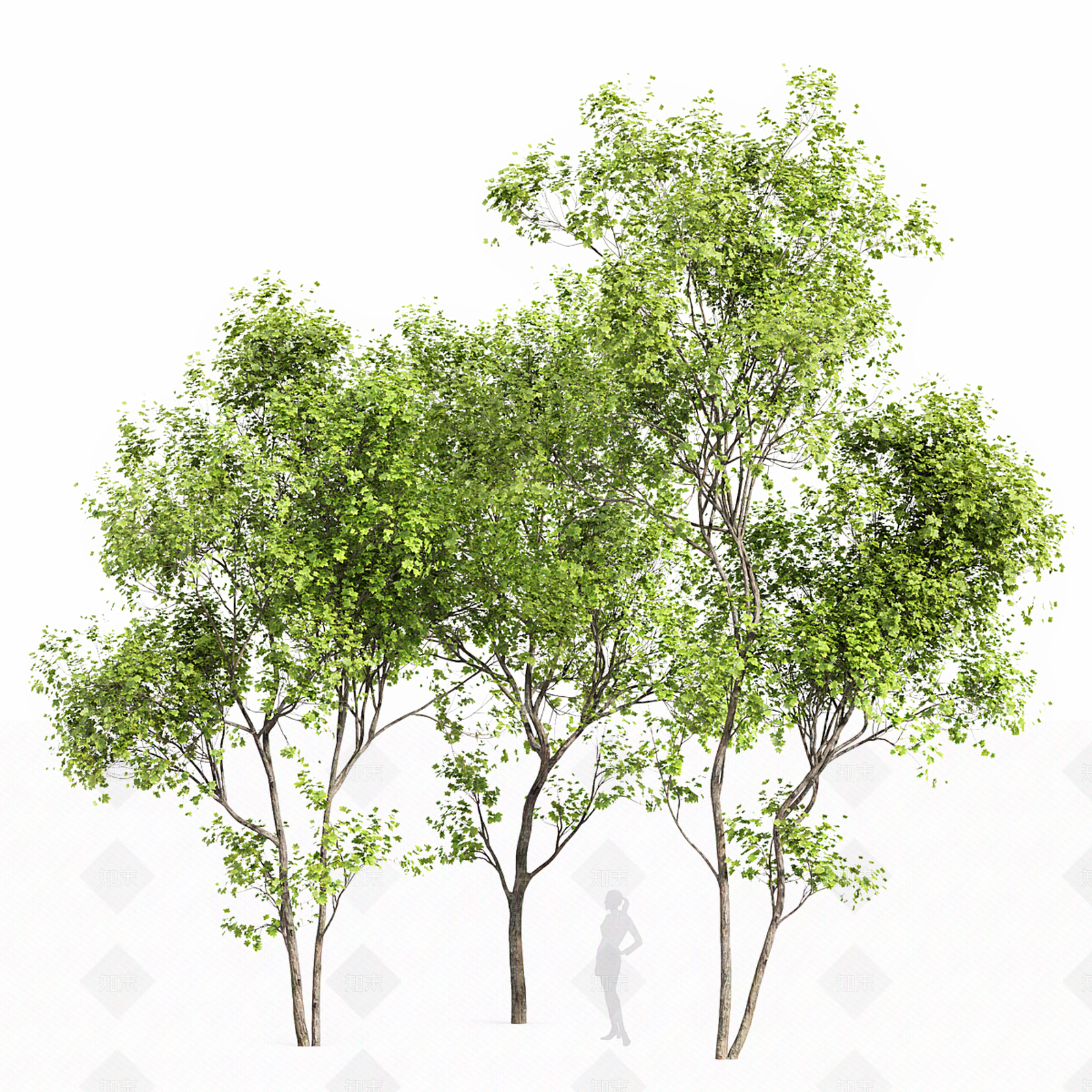 景观树3D模型下载【ID:1193055391】