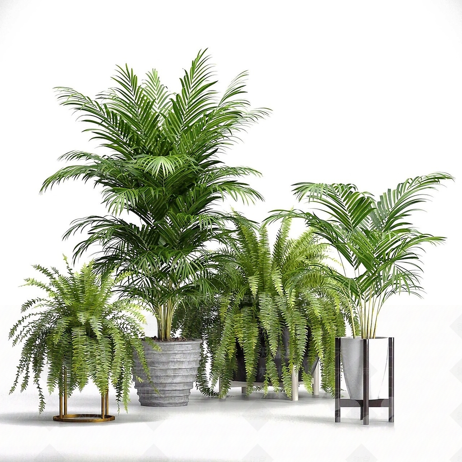 现代植物盆栽散尾葵肾蕨3D模型下载【ID:1193055679】