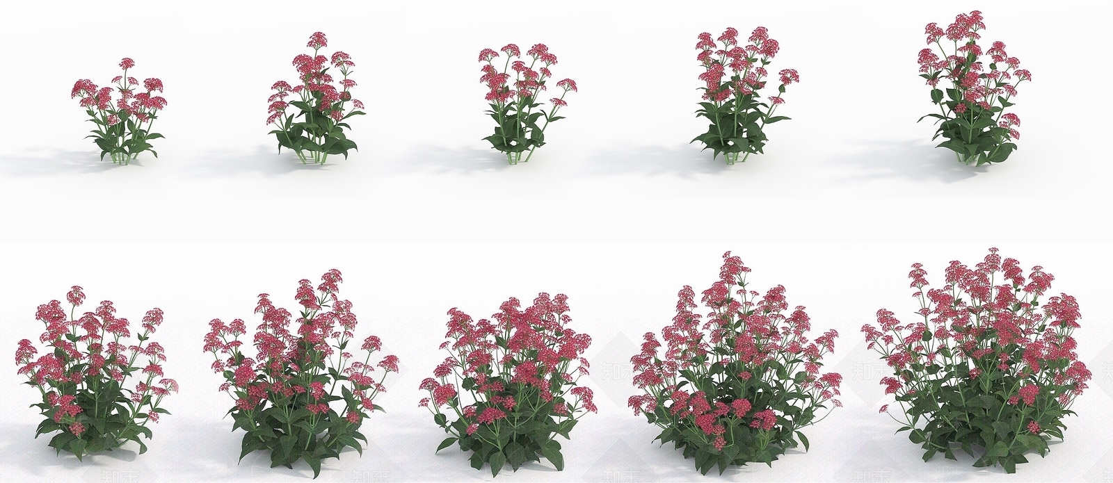 现代植物花草红缬草3D模型下载【ID:1193055719】