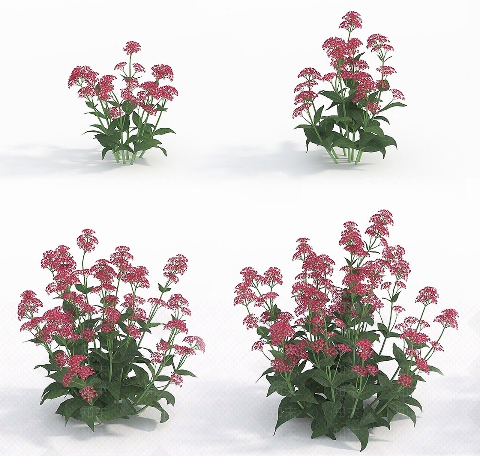 现代植物花草红缬草3D模型下载【ID:1193055719】
