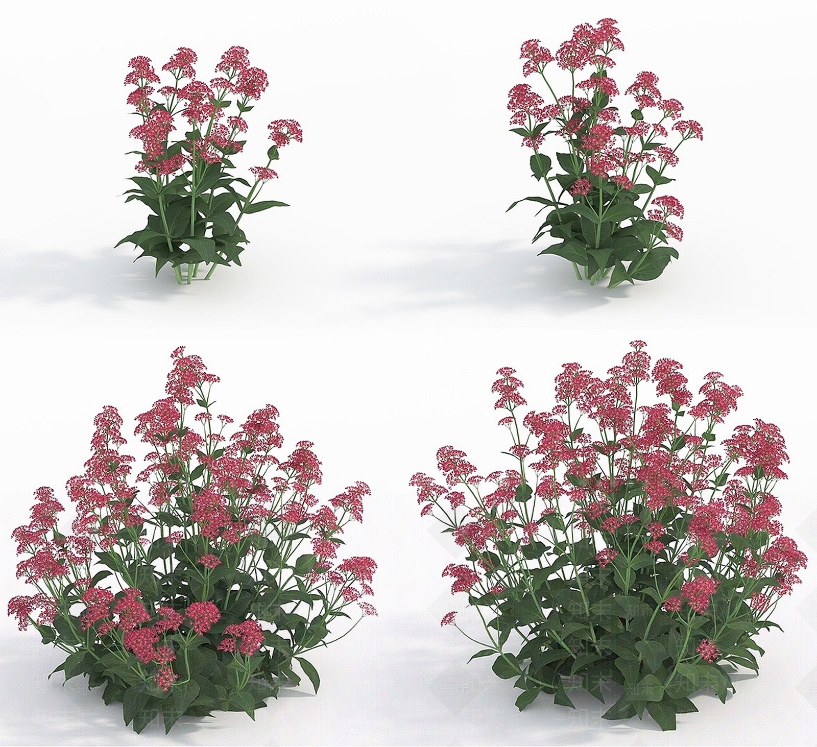 现代植物花草红缬草3D模型下载【ID:1193055719】