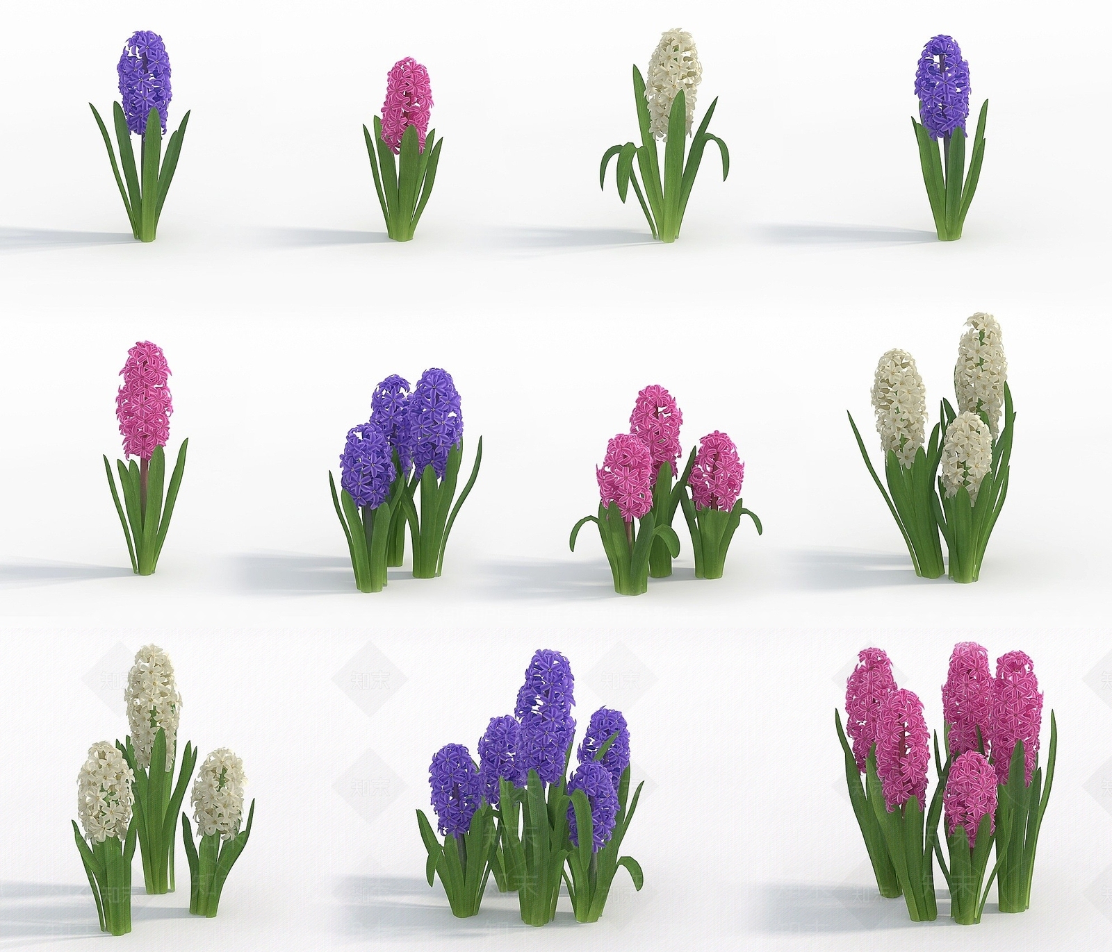 现代植物花草风信子3D模型下载【ID:1193055991】